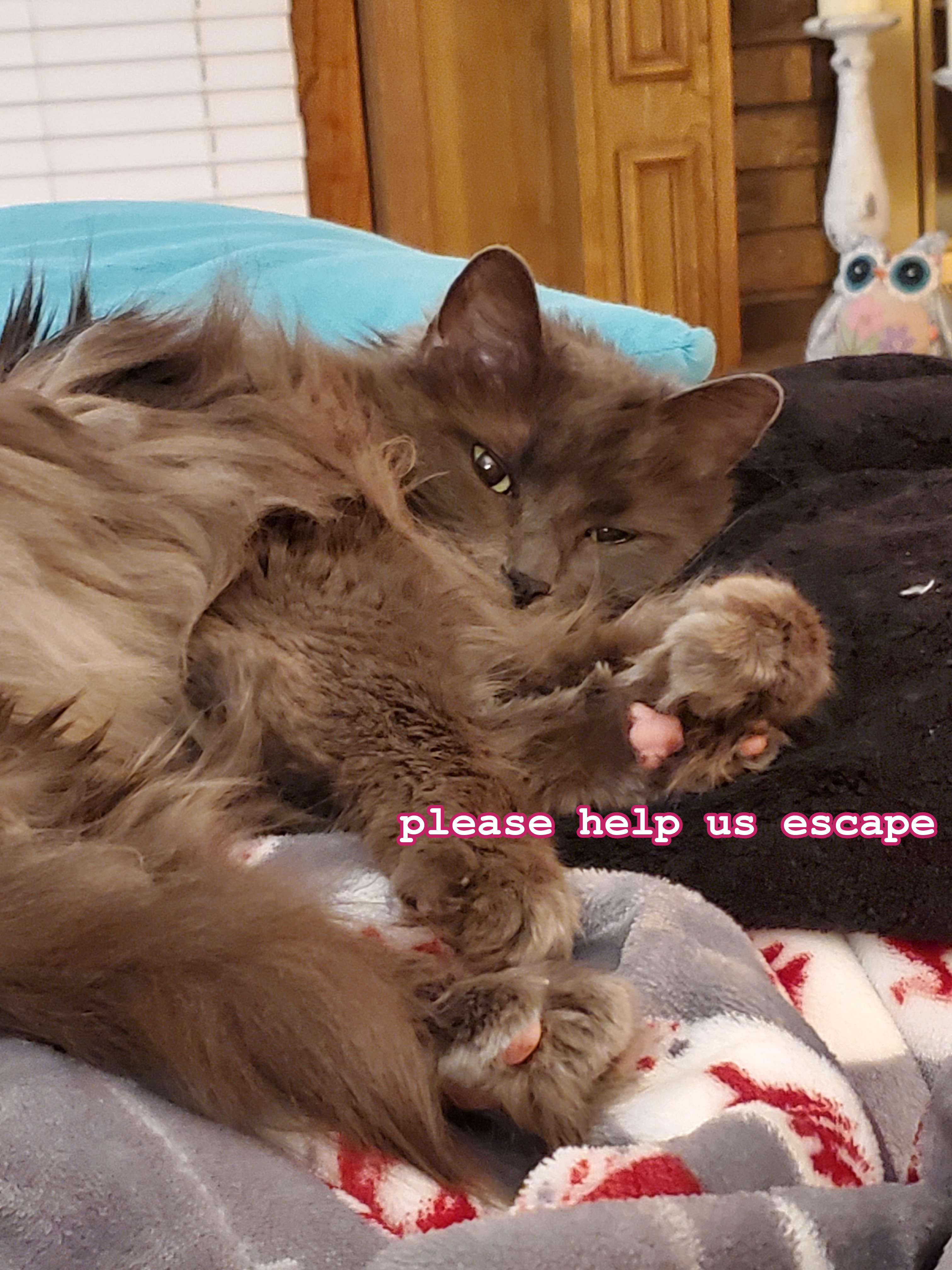 User-uploaded image 1