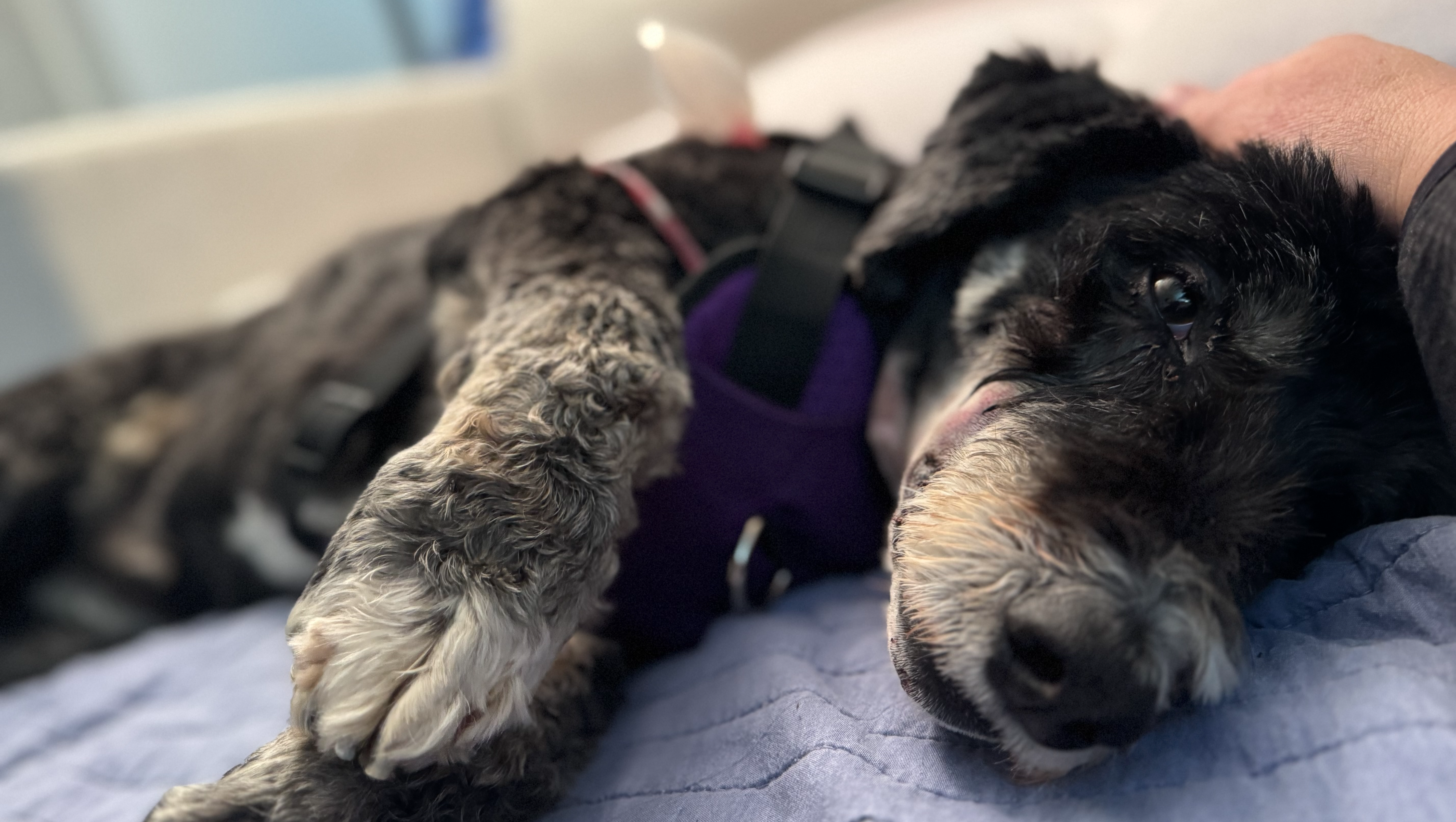 Ben's Urgent Plea for Help: A Bernedoodle's Road to Recovery photo