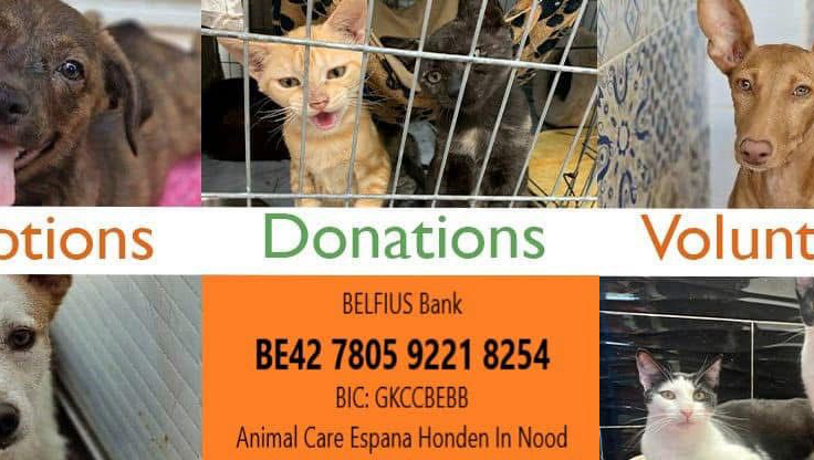 Ace Shin ‘Animal care España’ photo