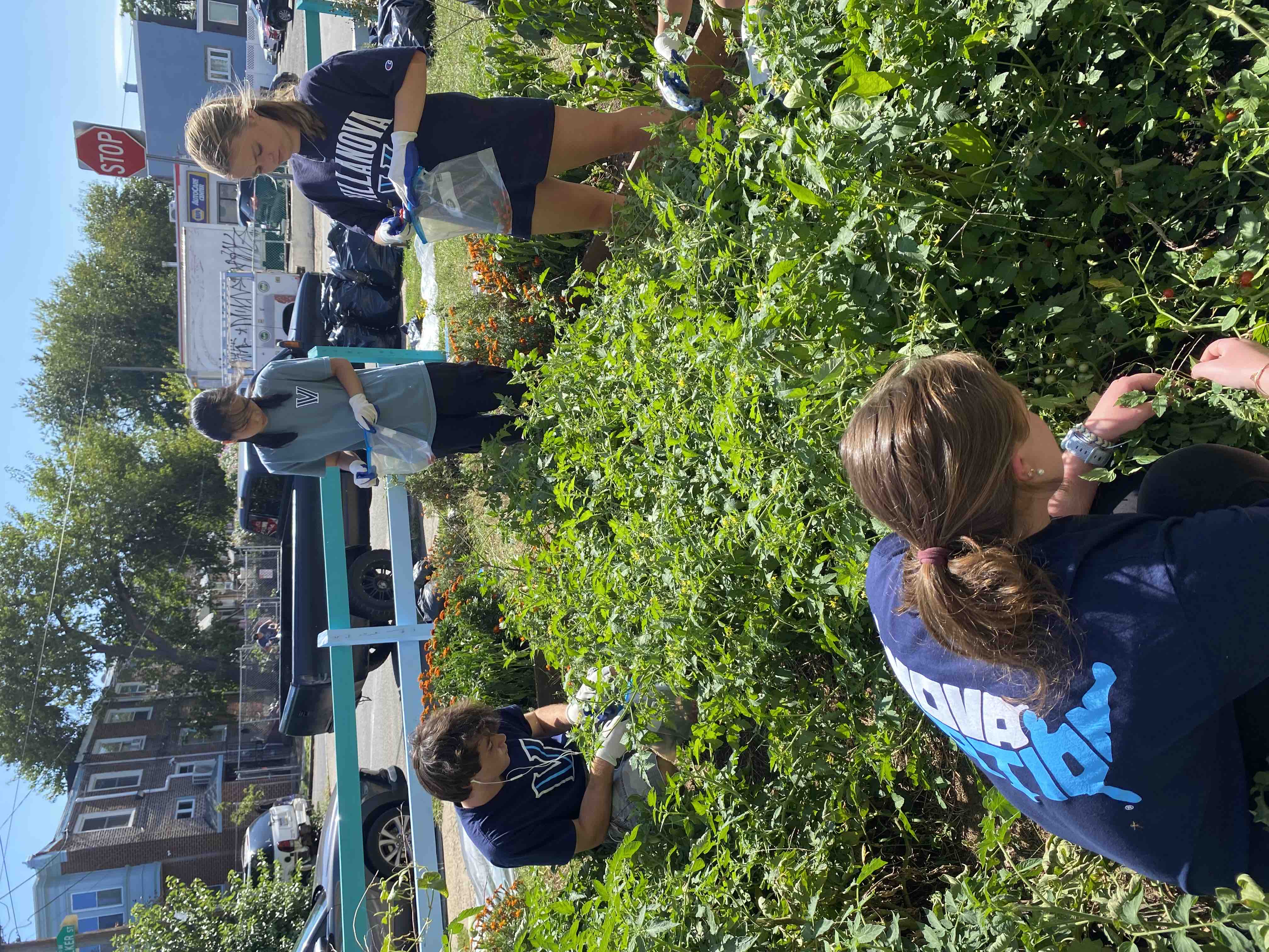 Transform Philly: Help Grow a Community Garden in Philly! campaign photo, 6 of 8