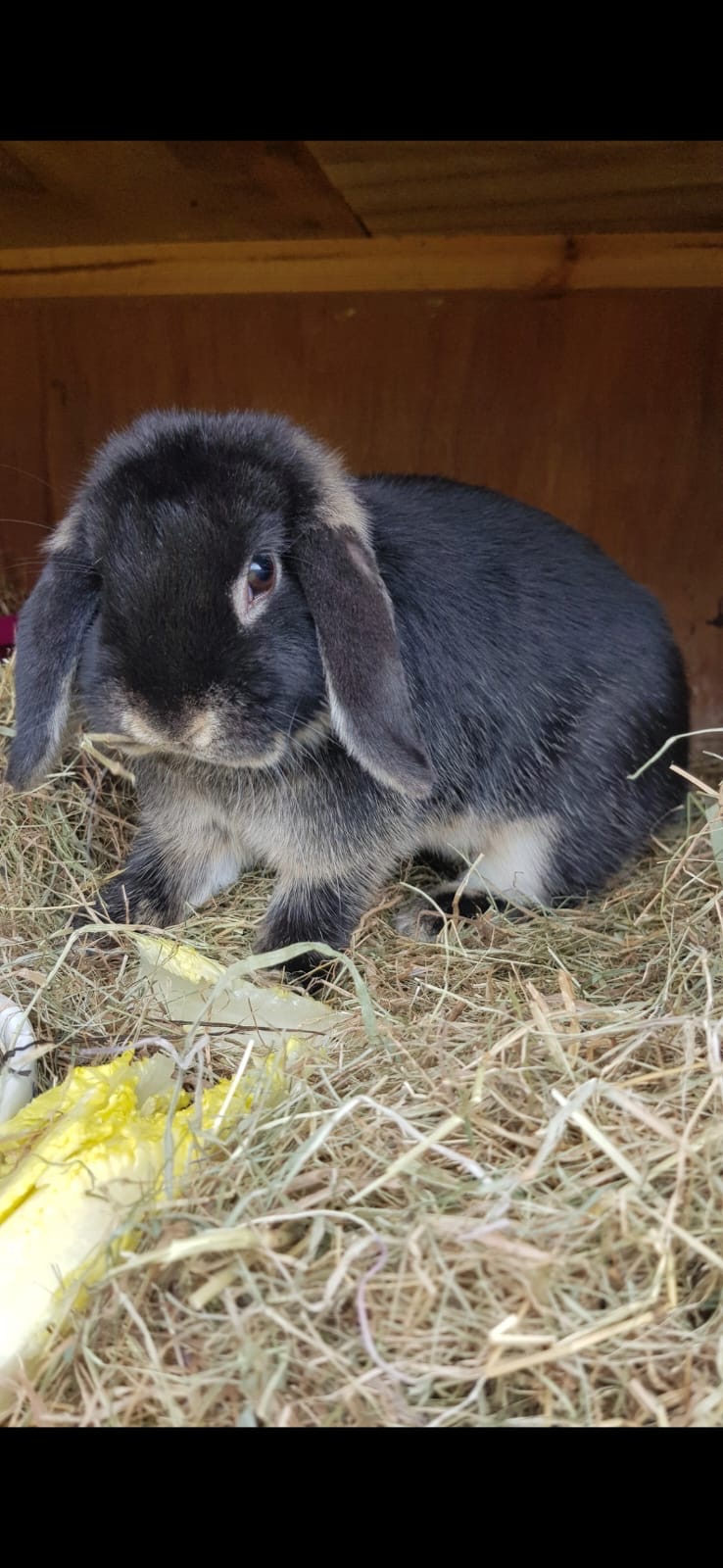 Bunny Haven campaign photo, 7 of 8