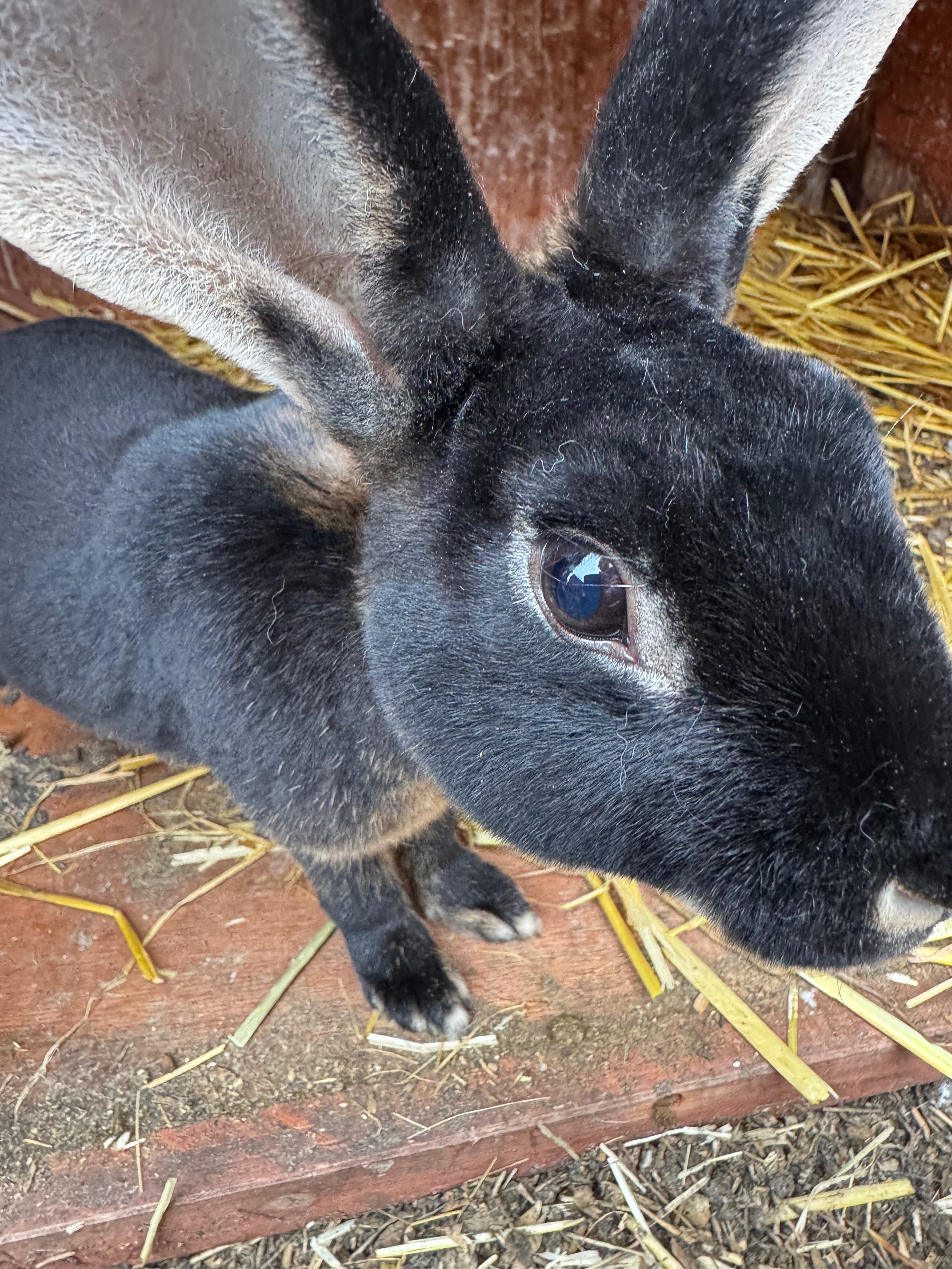 Bunny Haven campaign photo, 2 of 8