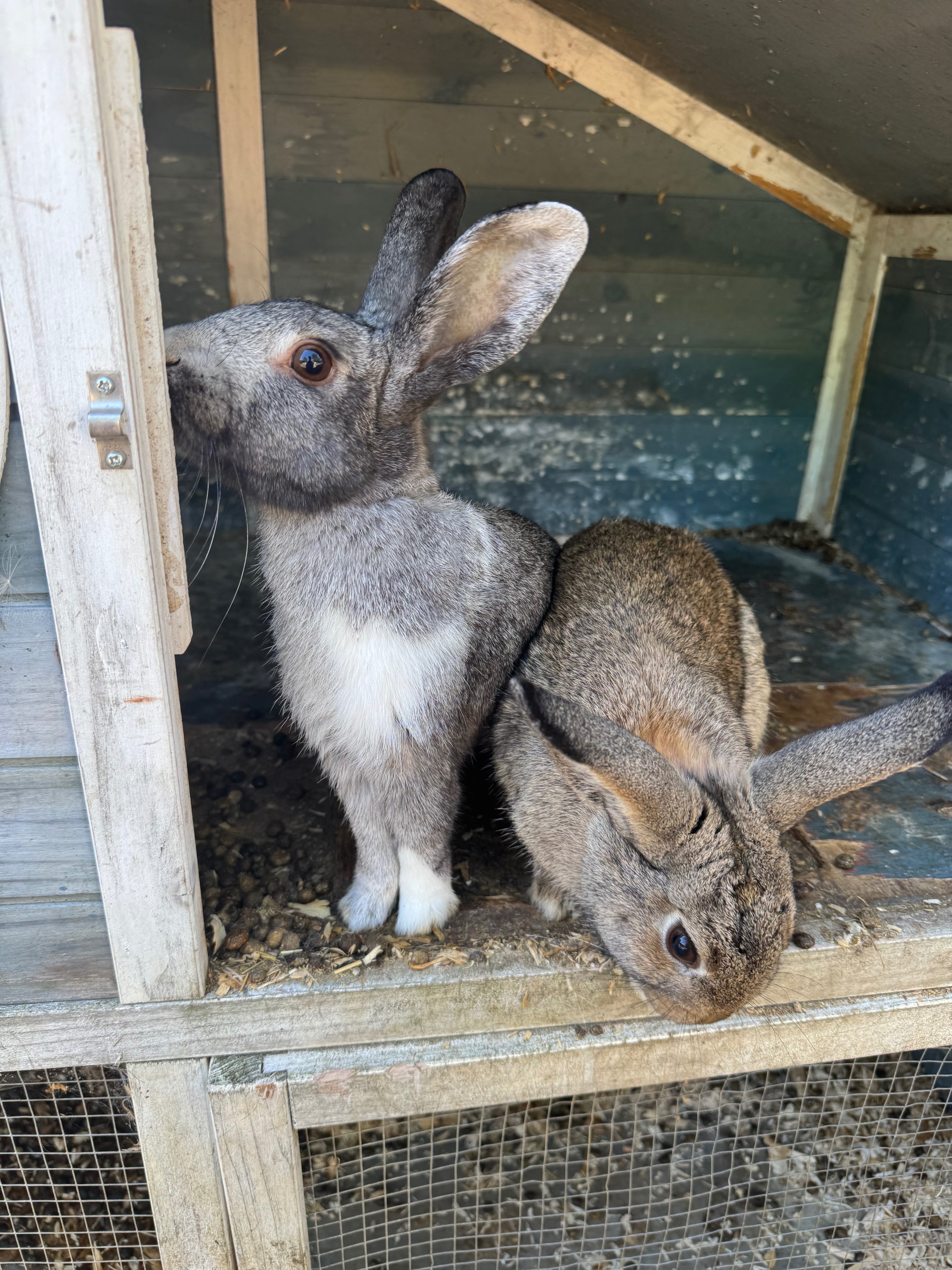 Bunny Haven campaign photo, 5 of 8