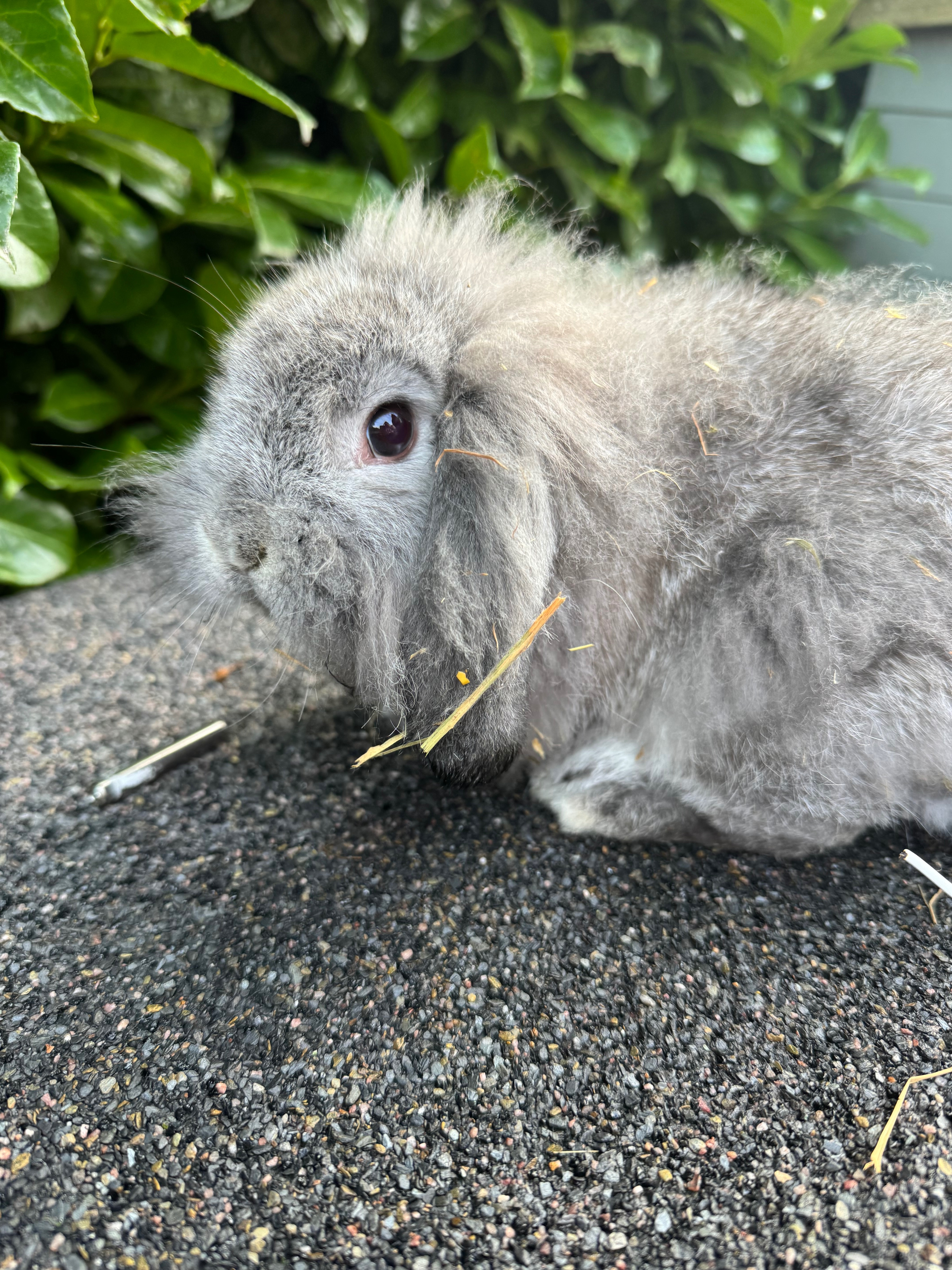 Bunny Haven campaign photo, 4 of 8
