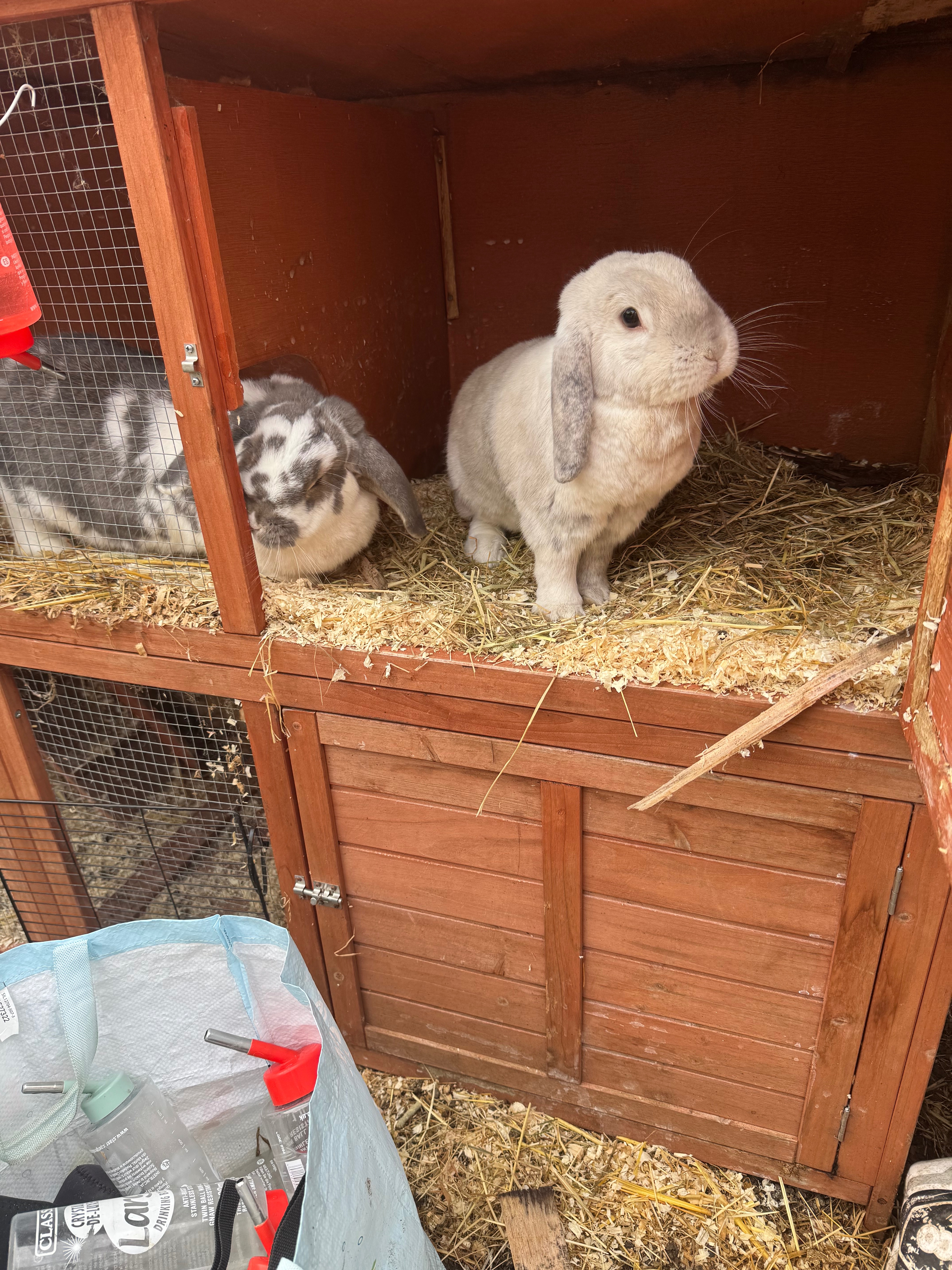 Bunny Haven campaign photo, 6 of 8