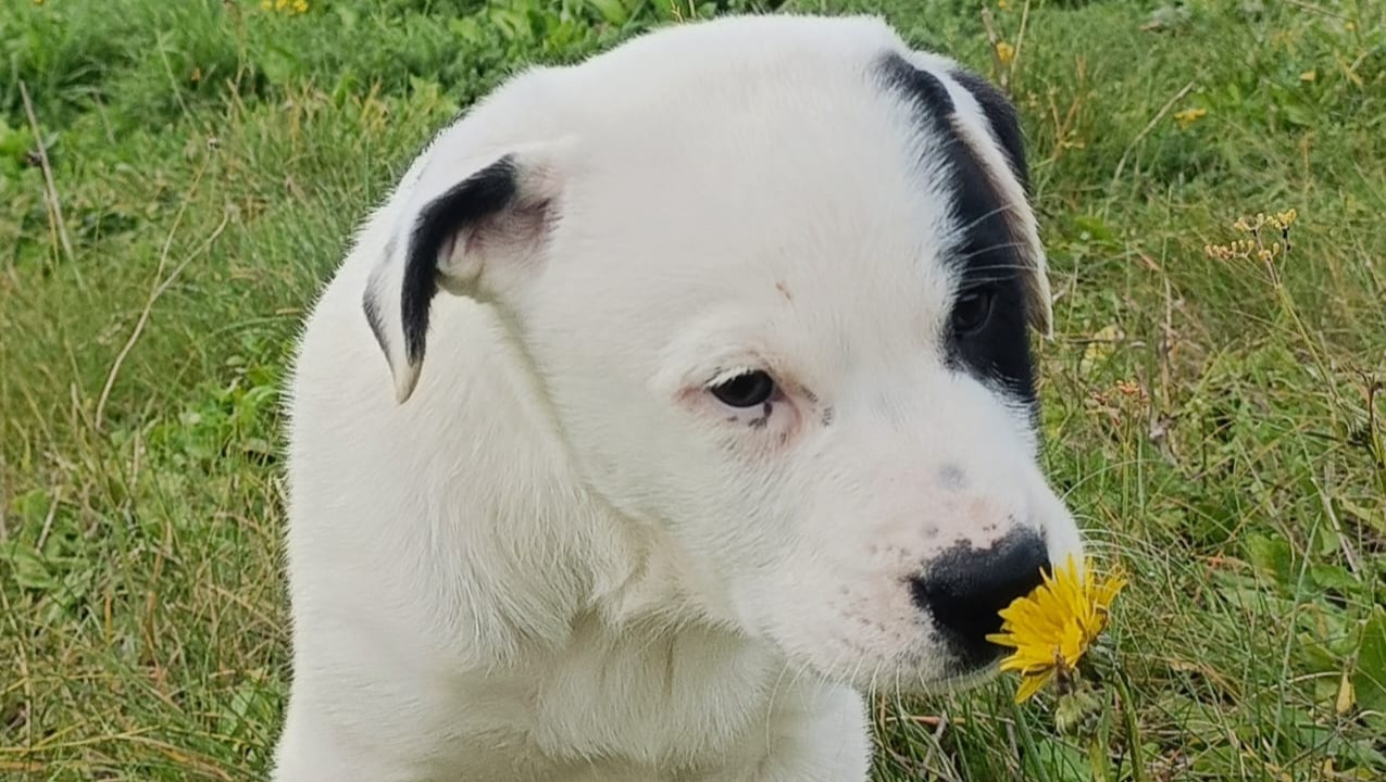 Aiuta Argo a combattere nuovamente per la vita! pinned link photo