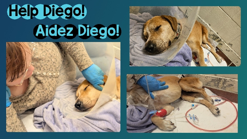 Help Diego, the rescue dog! Aidez Diego, un chien rescapé ! photo