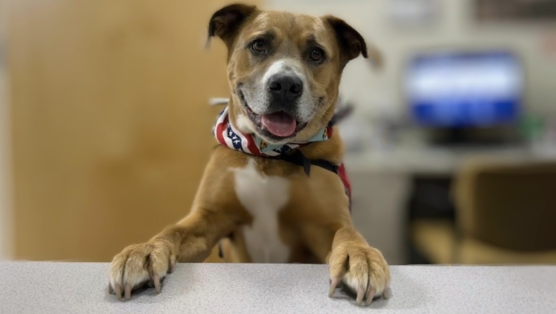 Help Remington Fight Cancer photo