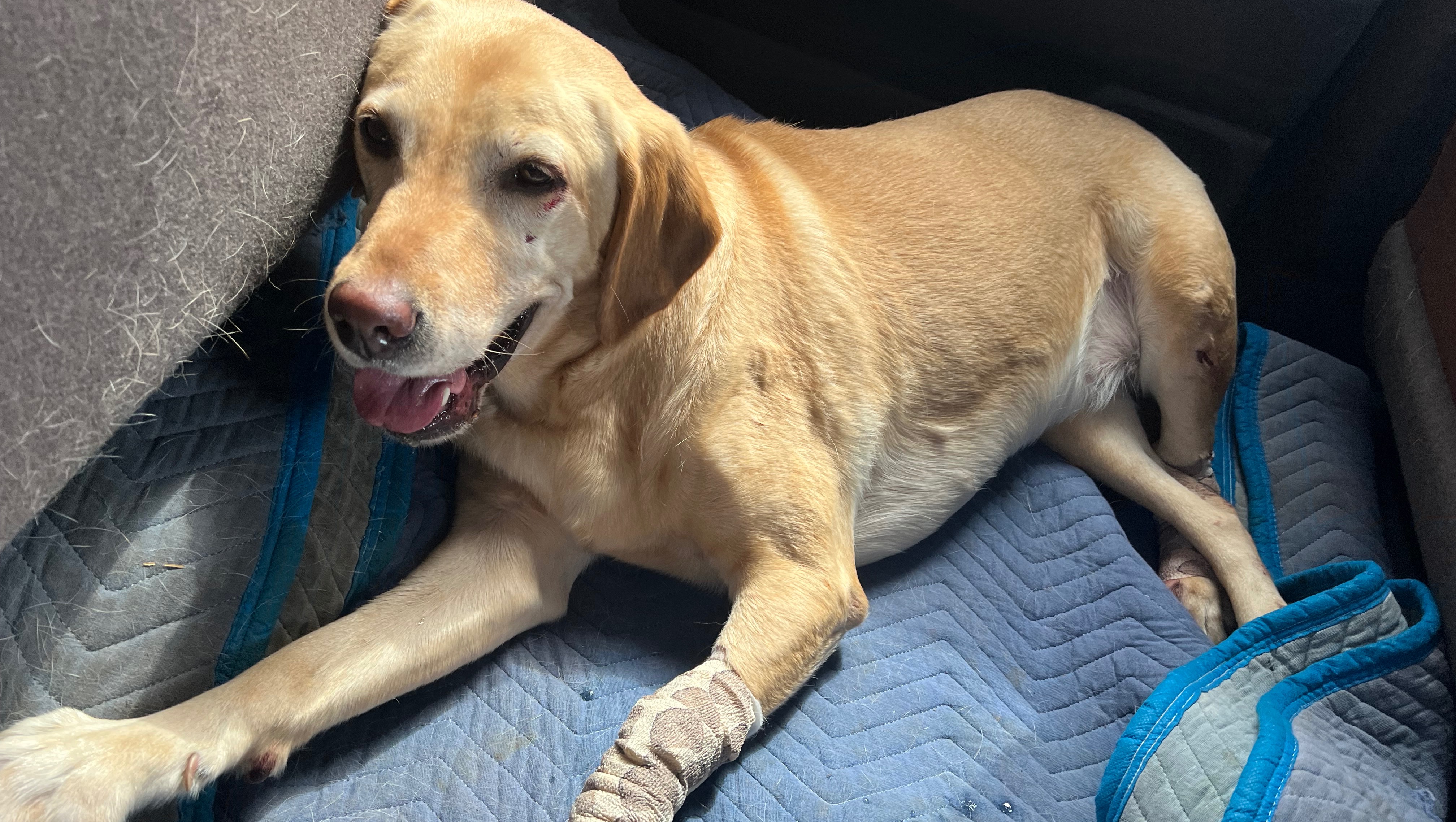 Remmi Mutter Fundraiser by Alyssa Martin : Save Remmi’s Leg: Support Her Surgery