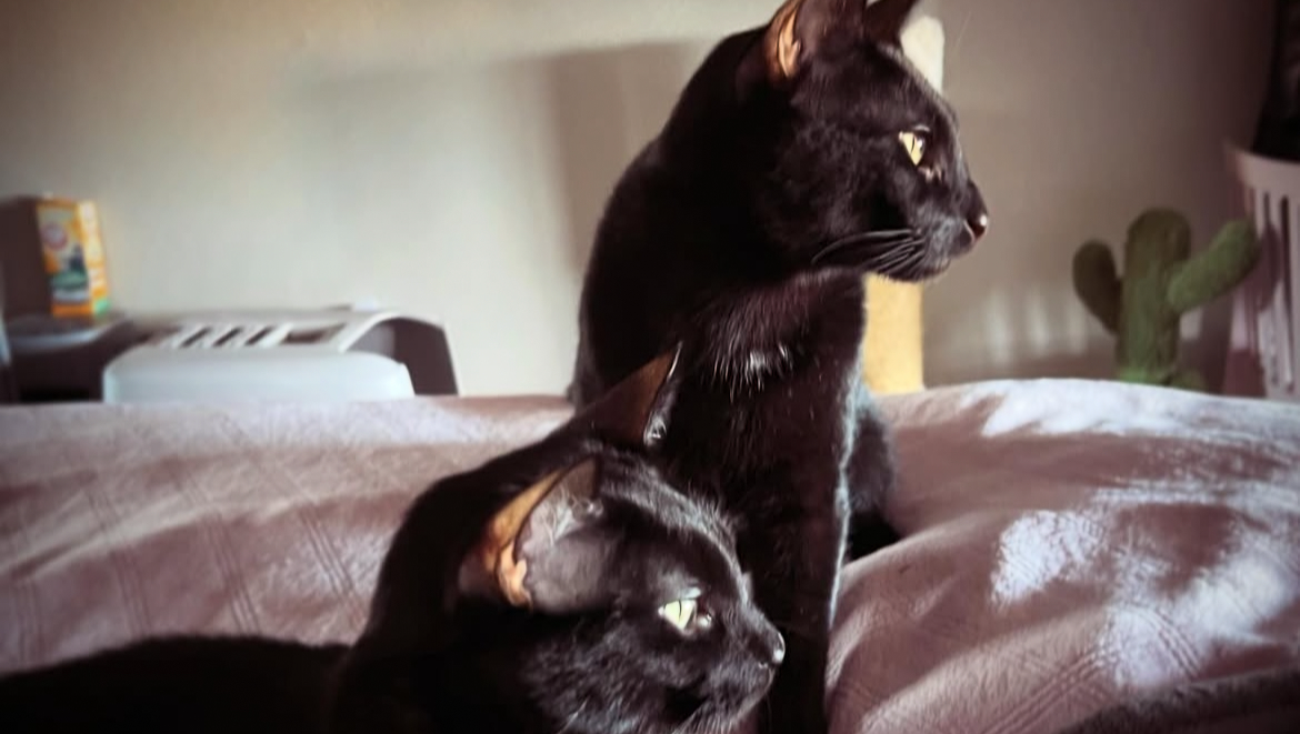 Emergency Surgery for Francisco the Cat photo