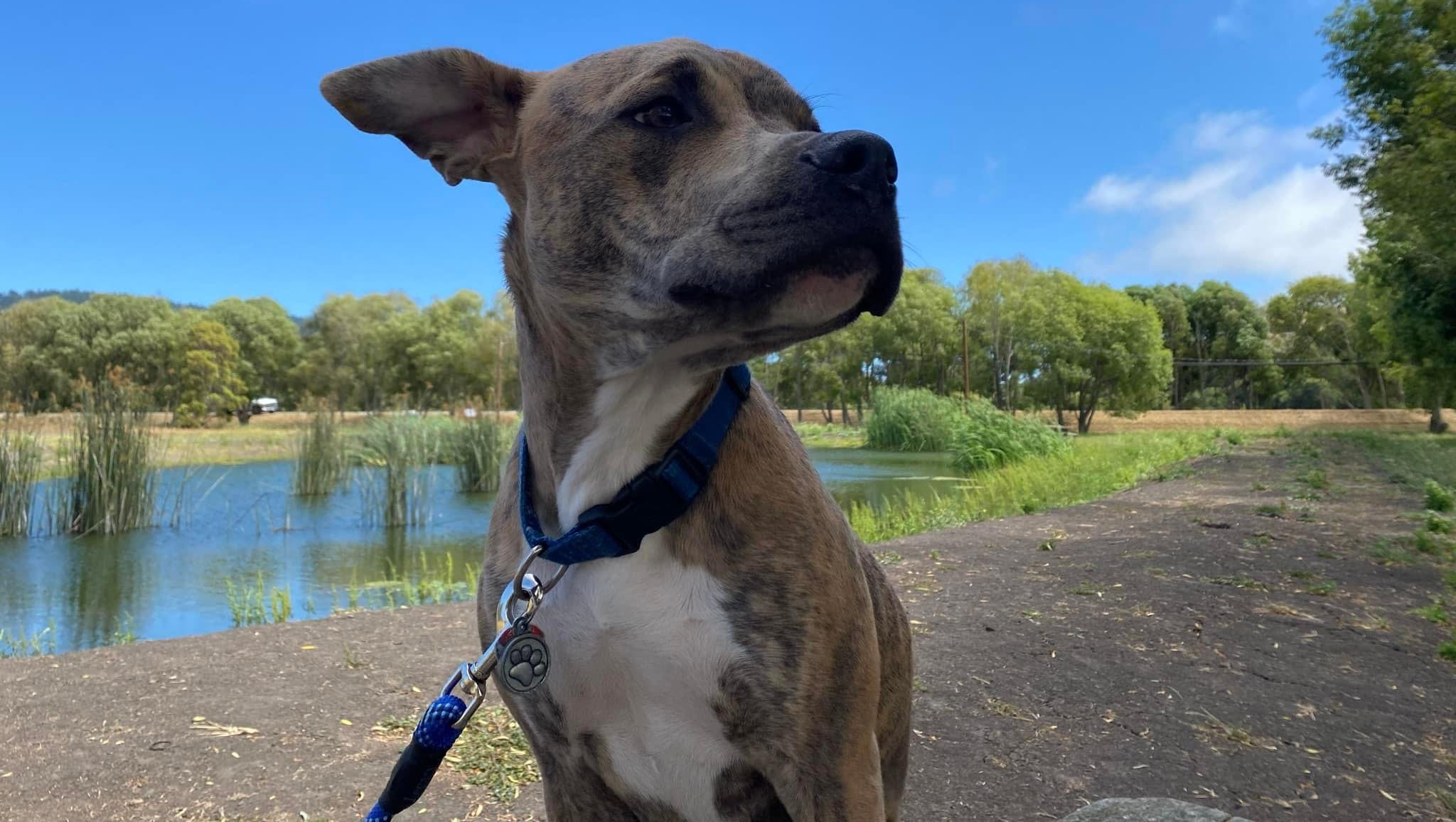 Restore Buster's Joy: Fund His TPLO Surgery photo