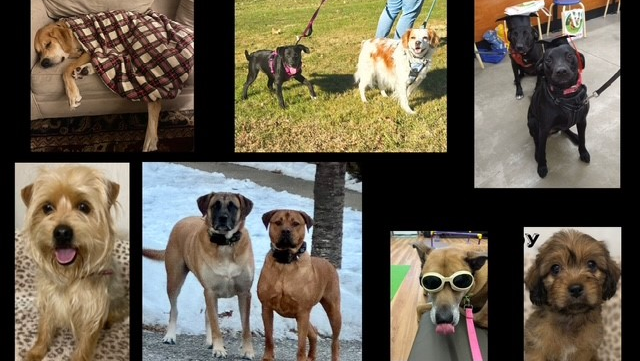 Monticello's Only Dog Rescue Needs a Home photo