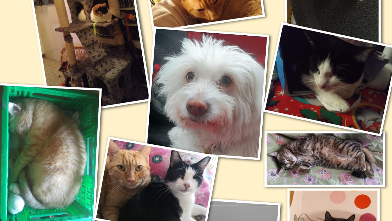 Un tetto x me e i miei pelosi dopo terremoto settembre 2023 pinned link photo