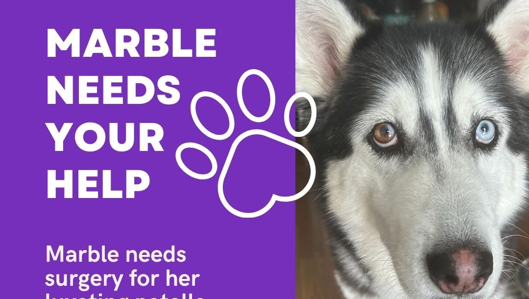 Help Marble Walk Pain-Free Again! Organized by Cause 4 Paws photo