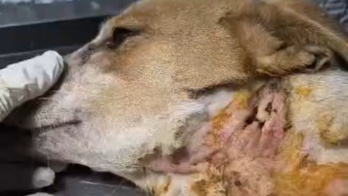 HOPE NEEDS OUR HELP!  