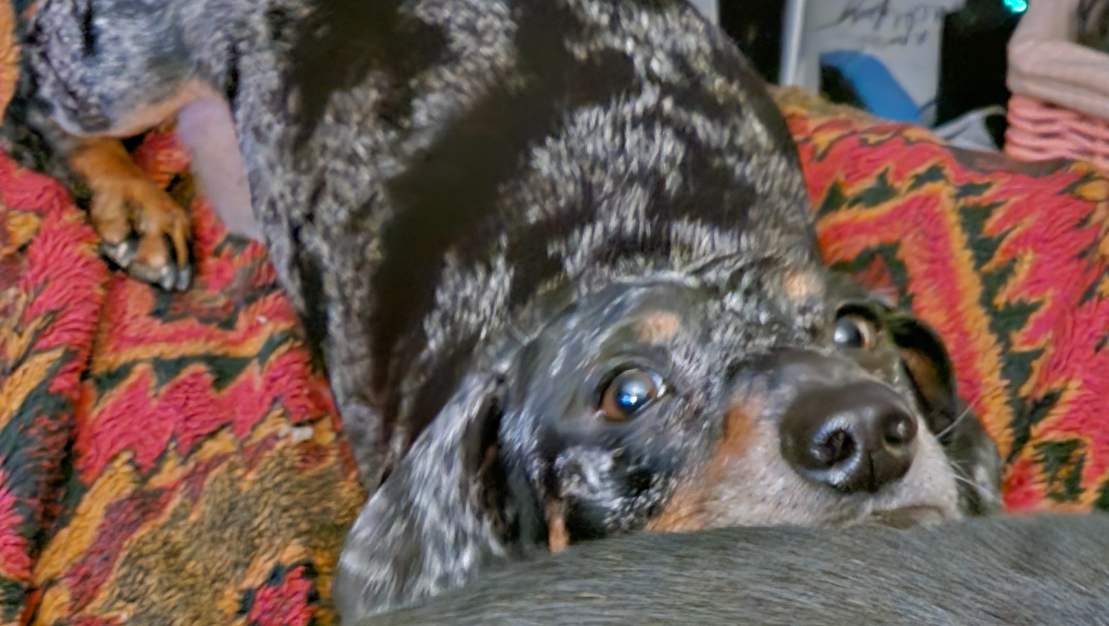 Fundraiser By Kaete Erickson Help Pendleton Get IVDD Surgery fundraiser-by-kaete-erickson-help-pendleton-get-ivdd-surgery