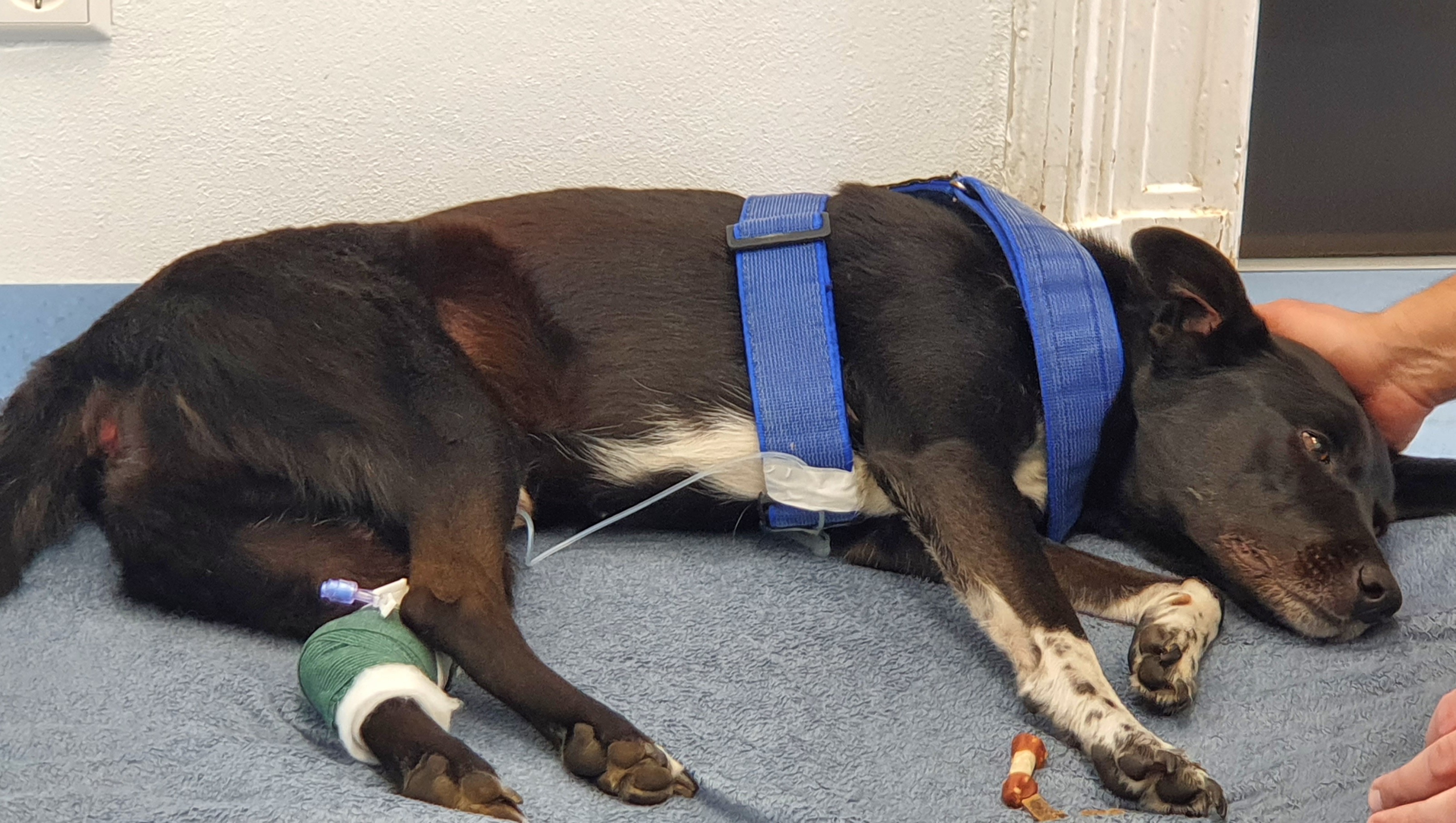 Hilferuf für unseren geliebten Hund Javi - Ein Notfall!