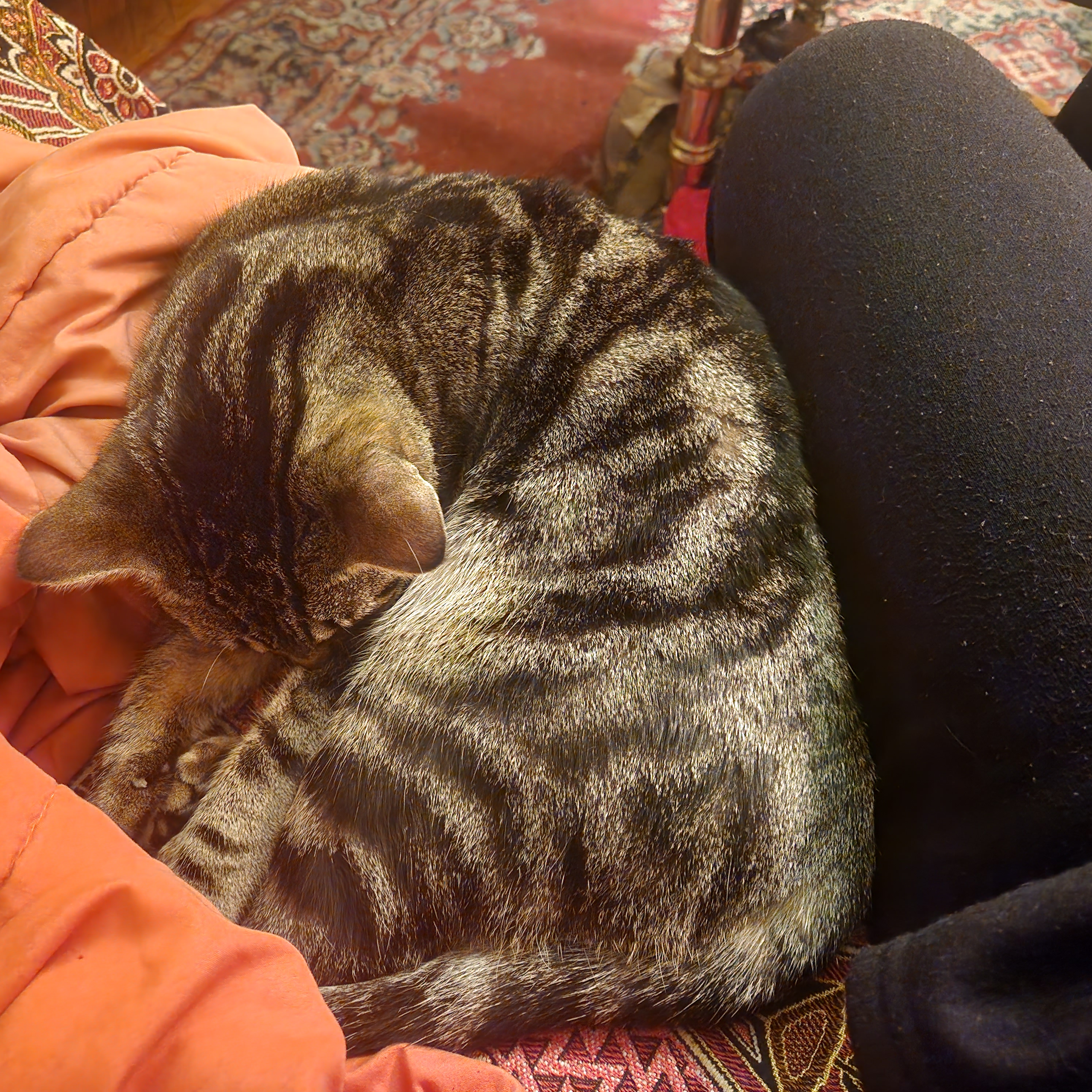 User-uploaded image 1