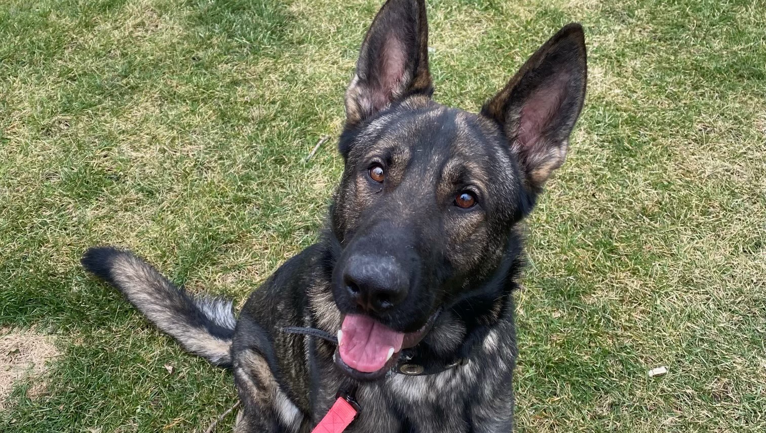 Justice for Gunner: Our Family's Plea photo