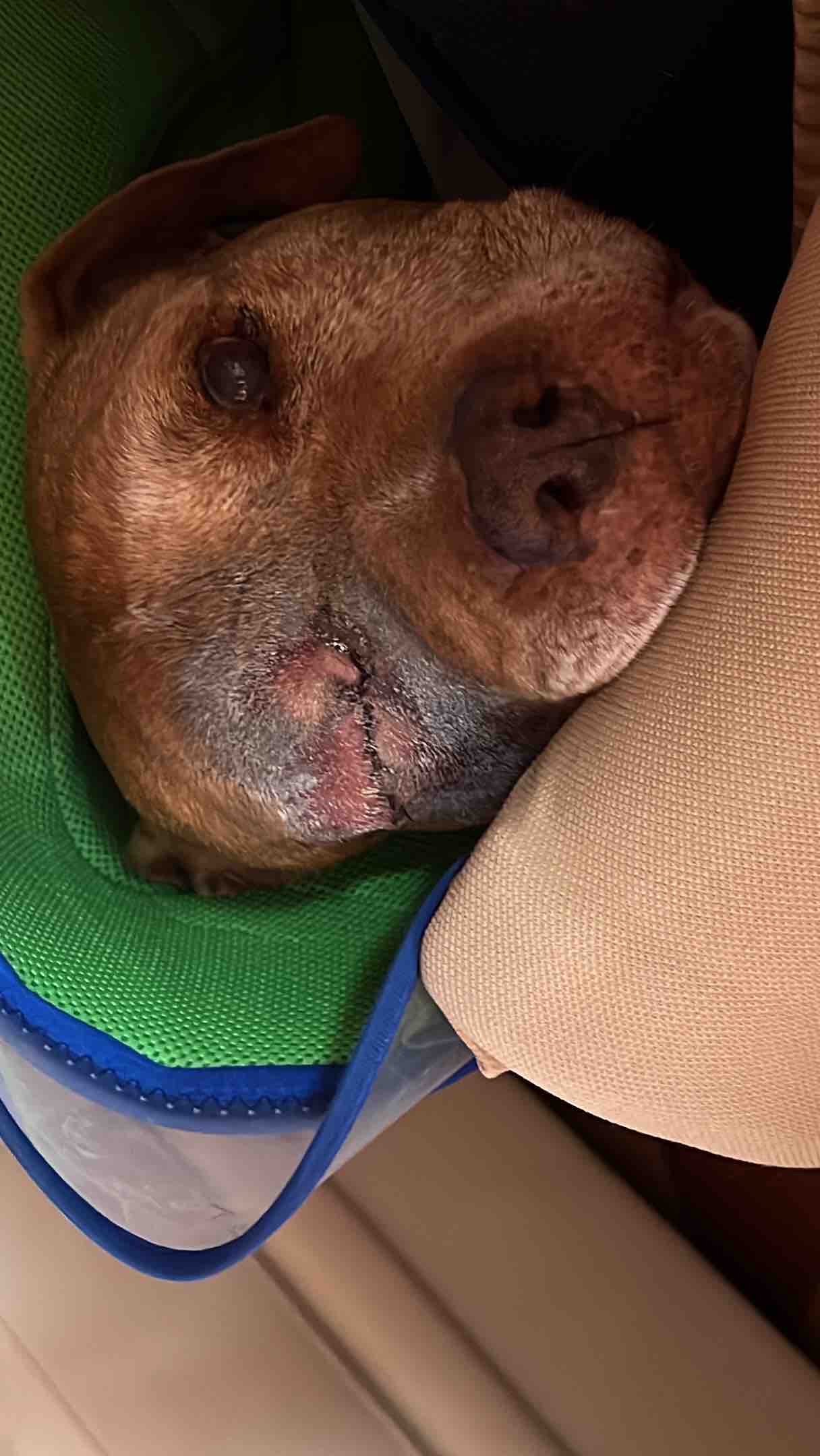 Aiutiamo Cosmo, il pit da un occhio solo photo