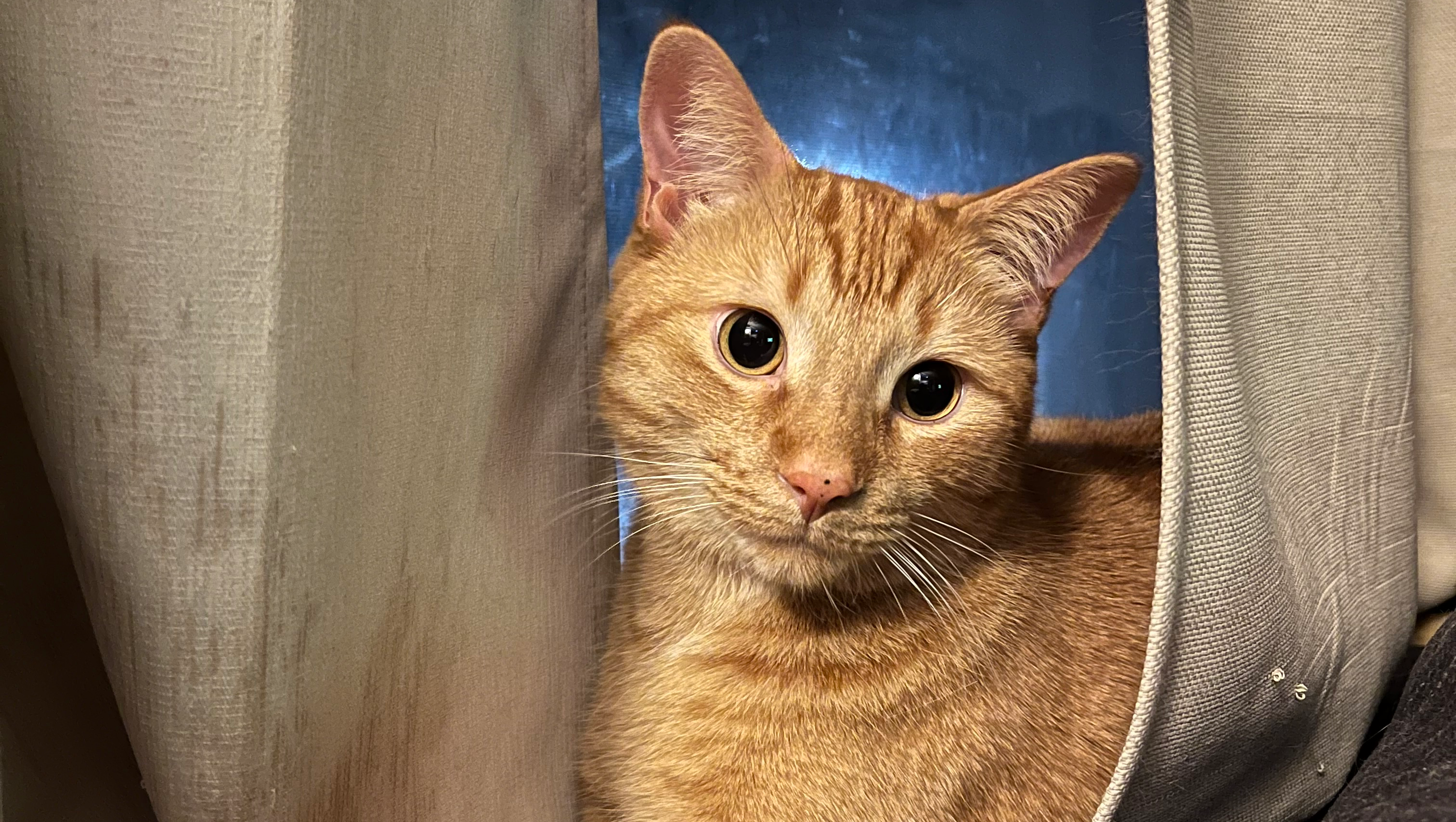 Mr. Orange Needs a New Leg photo