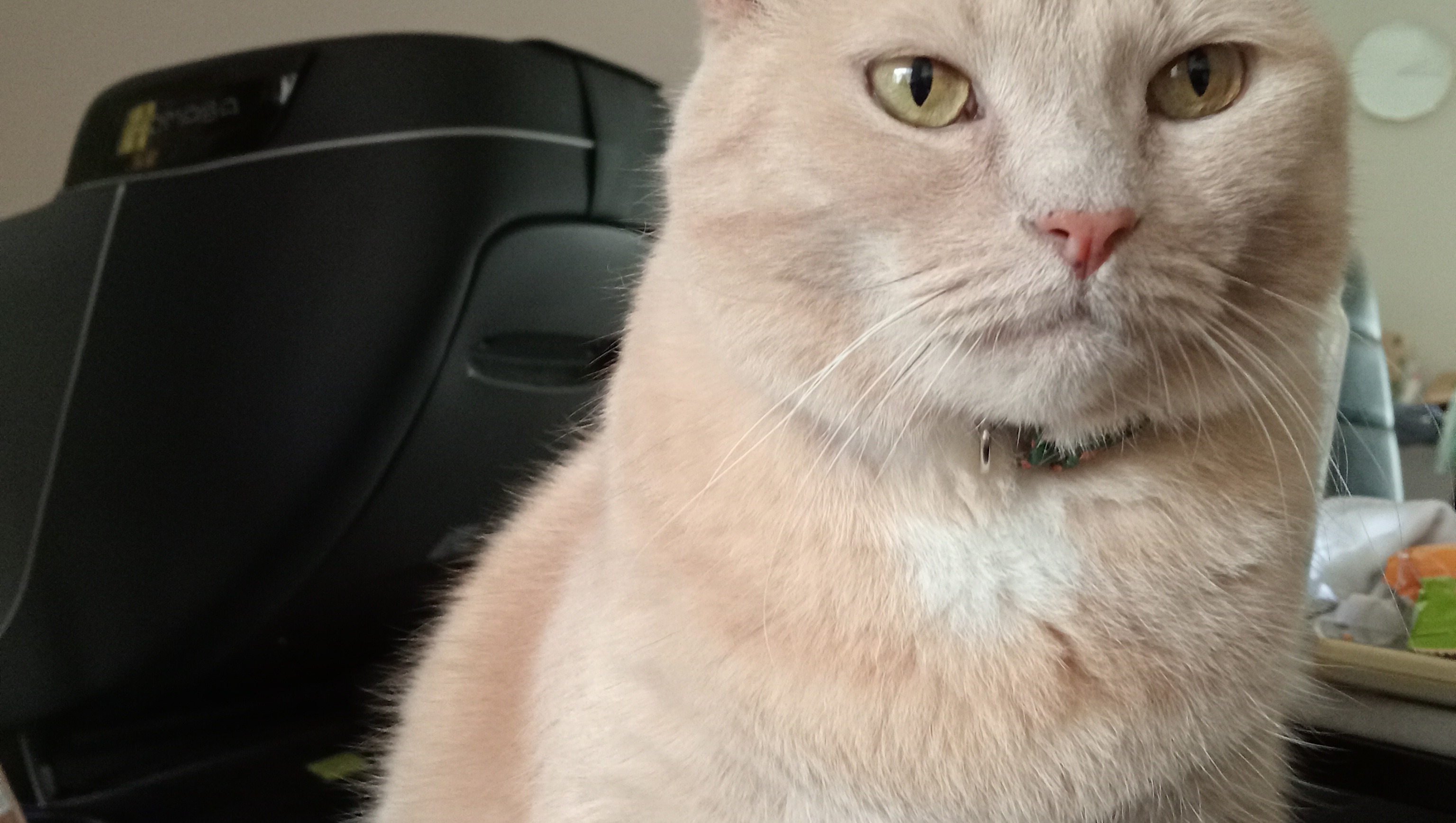 Luna Peterlin pinned link photo