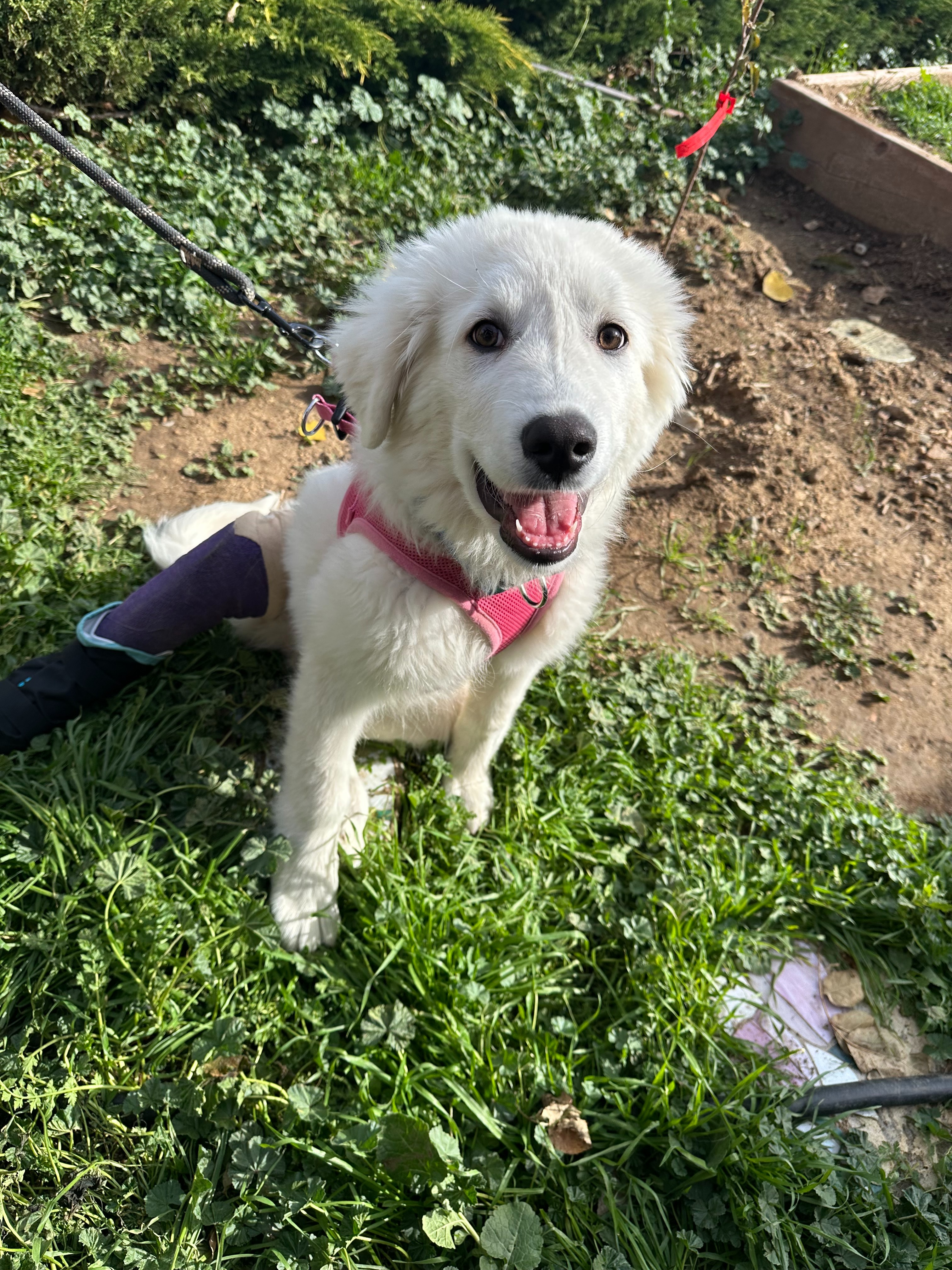 Urgent Help Needed: Vet Bills to Save Rescue Dogs campaign photo, 2 of 3