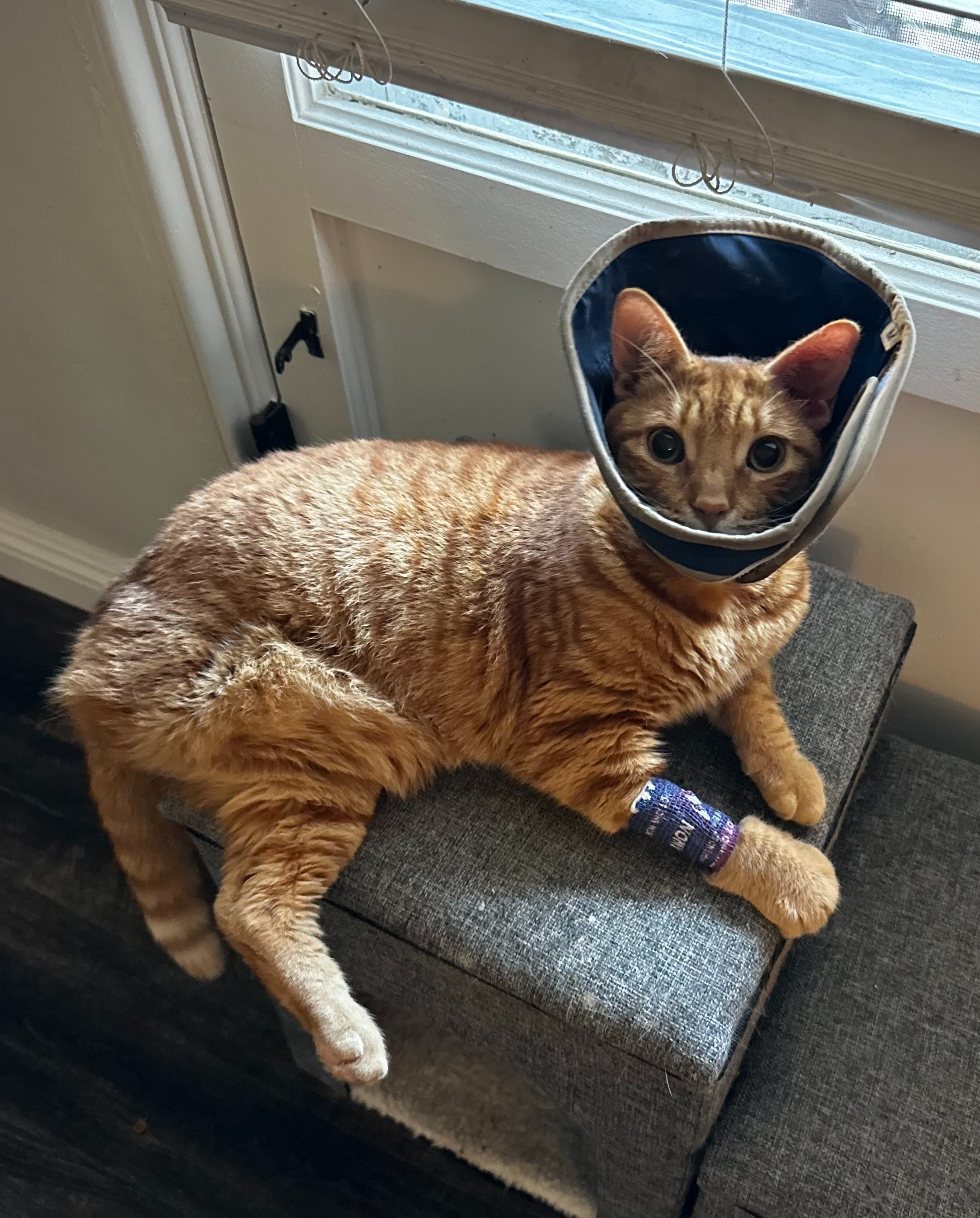 Help Nubz the Cat Get Life-Saving Ear Surgery campaign photo, 6 of 7