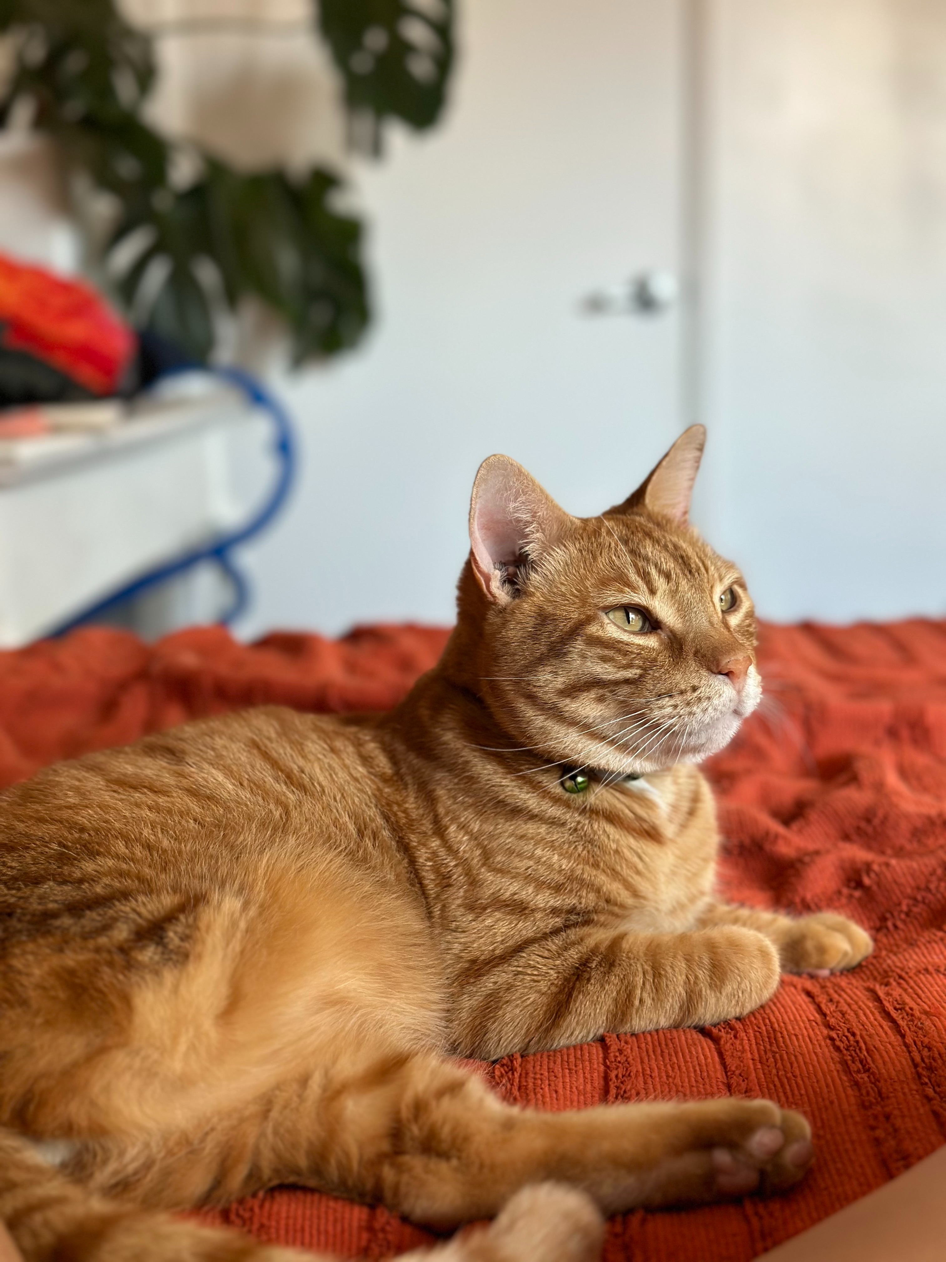 Help Nubz the Cat Get Life-Saving Ear Surgery campaign photo, 2 of 7