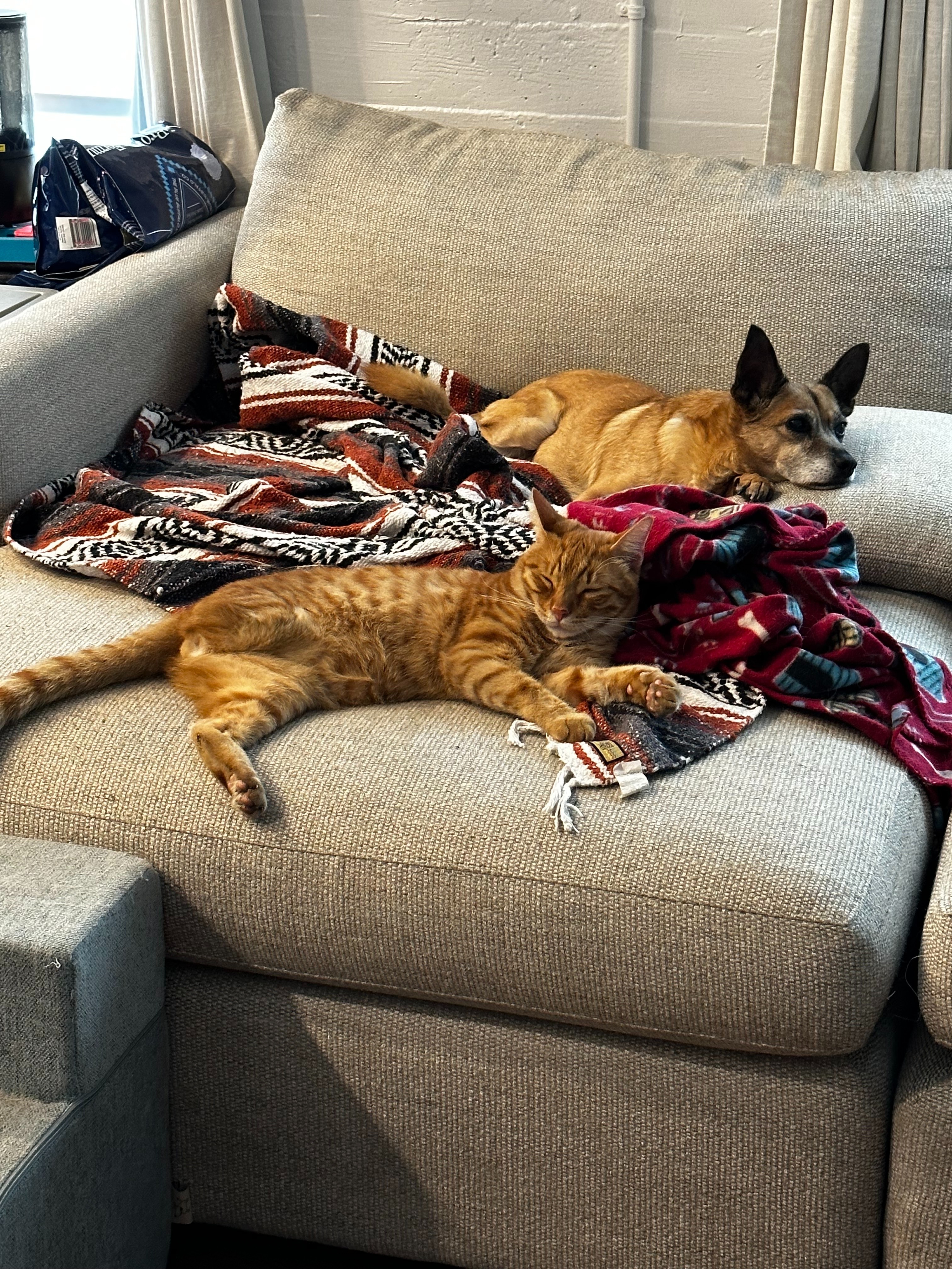 Help Nubz the Cat Get Life-Saving Ear Surgery campaign photo, 5 of 7