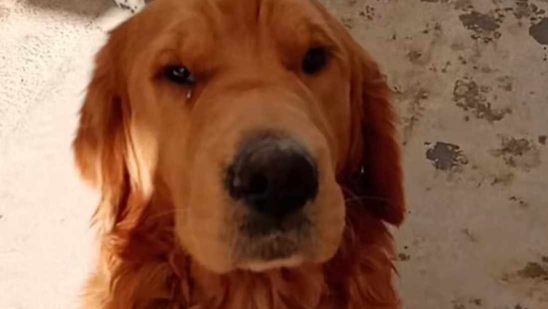 Fundraiser by New Beginnings Animal Rescue : Help us fly ...