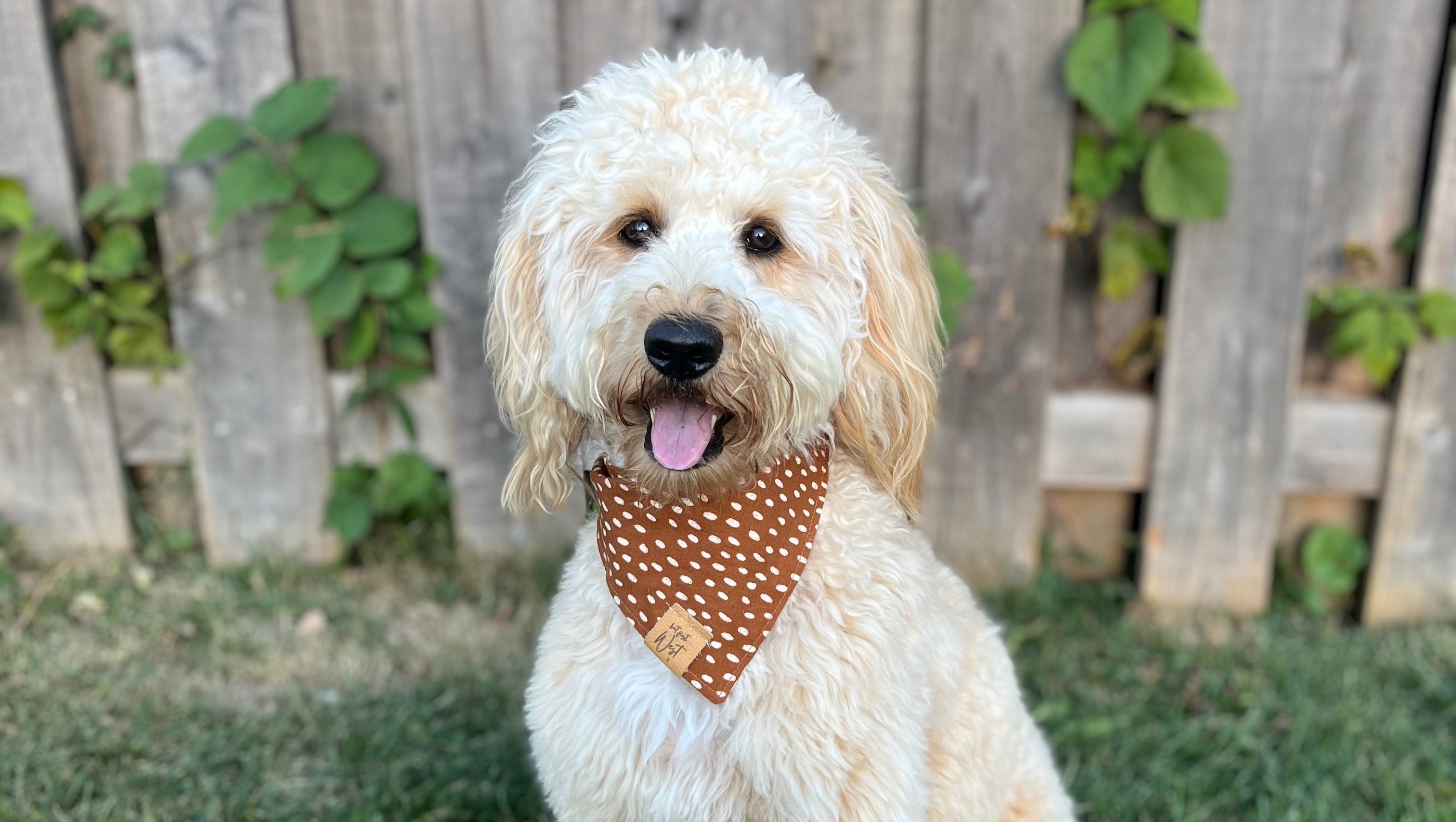 Support Lucy's Battle Against Lymphoma pinned link photo