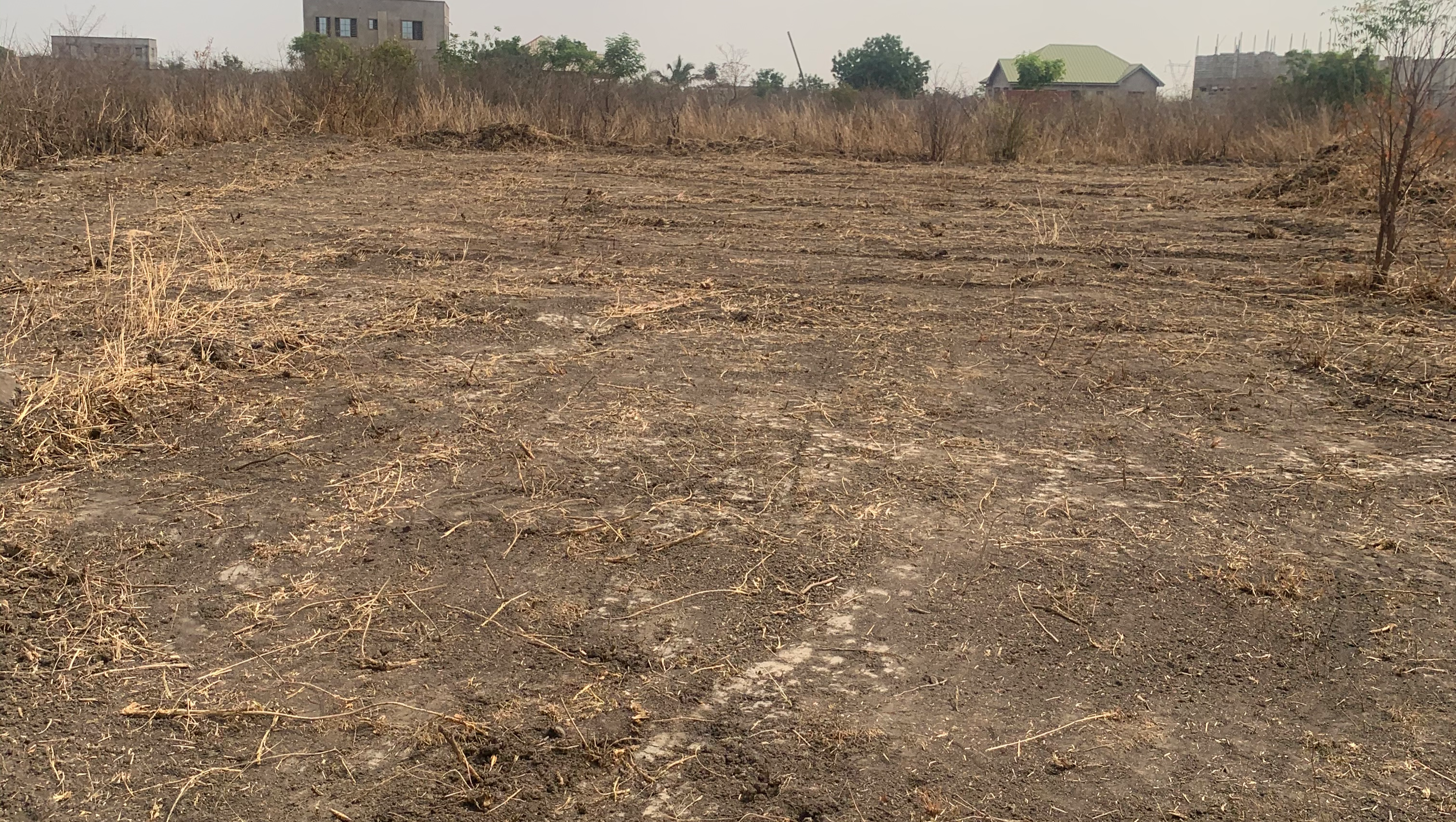 Support La Caoba to Re-forestate and Re-generate in Ghana photo