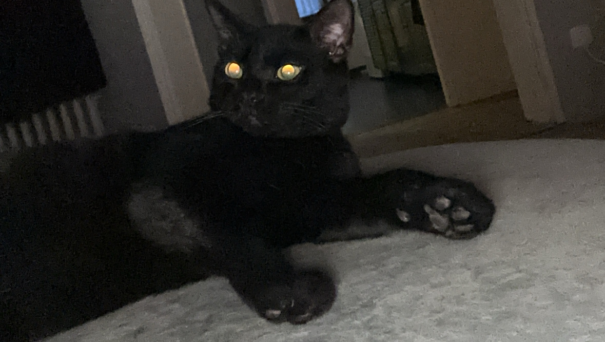 Please help us to save my cat! photo