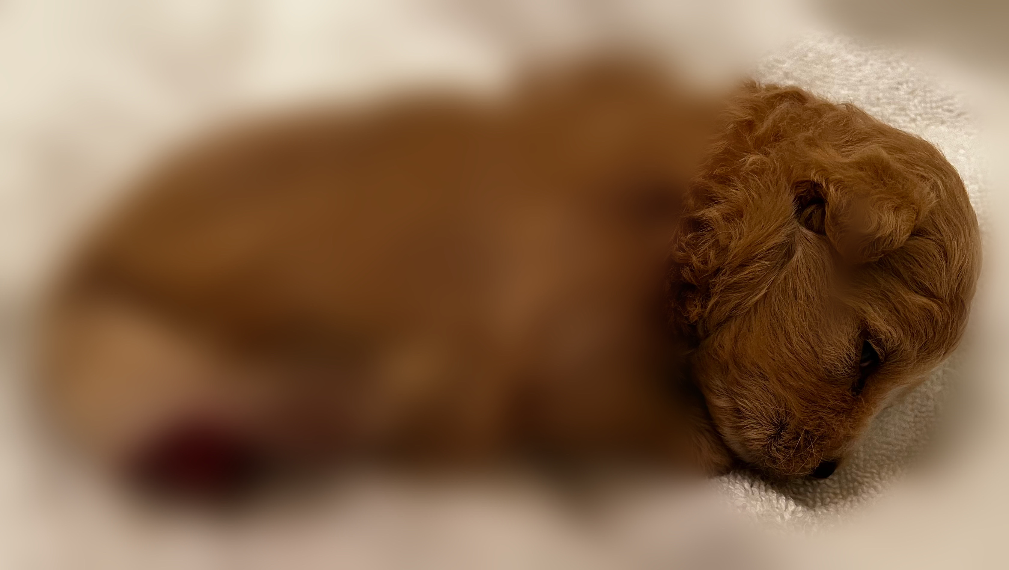 Foto von Healing Hope for Our New Puppy
