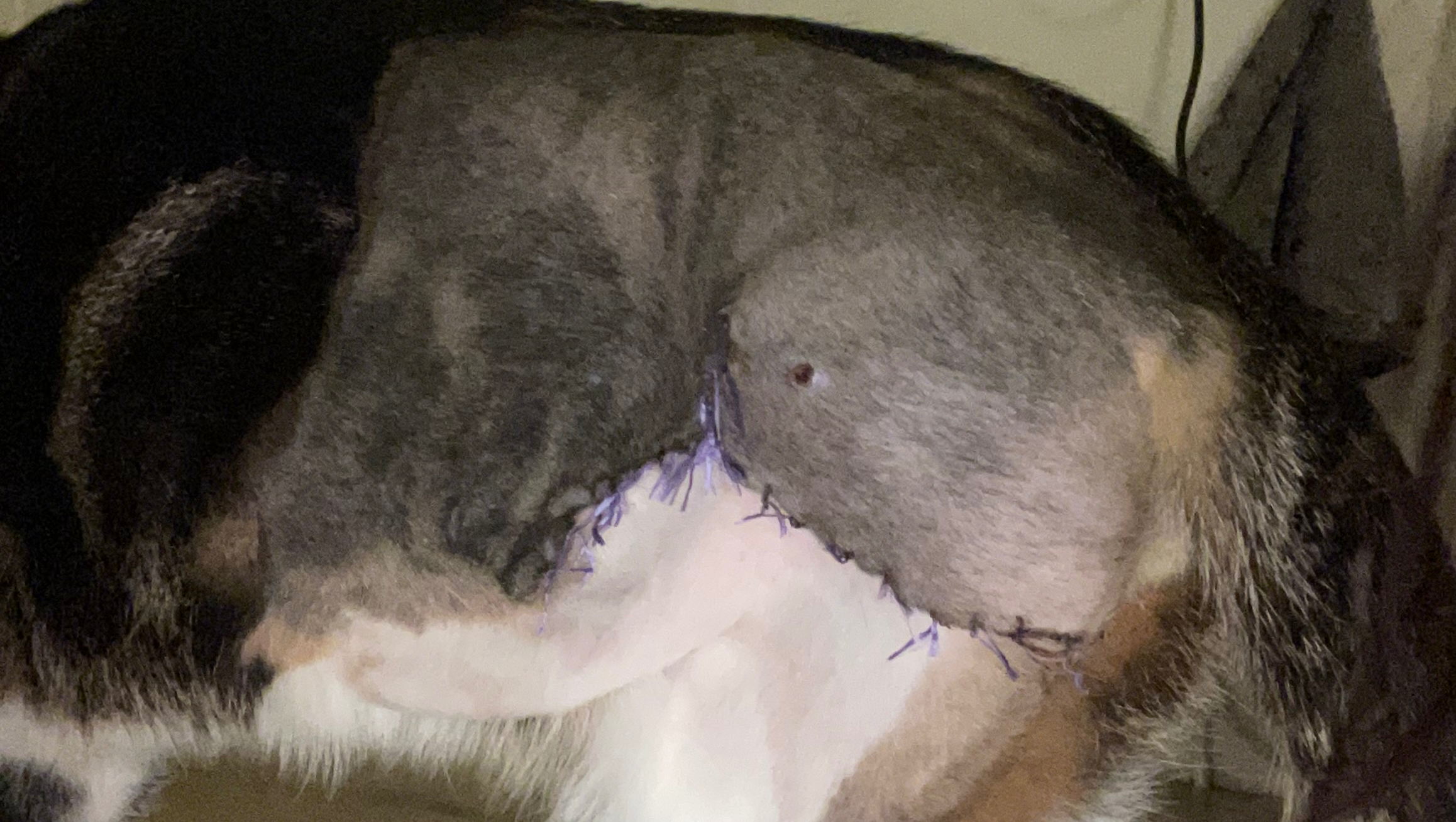 Simbas journey to happiness photo