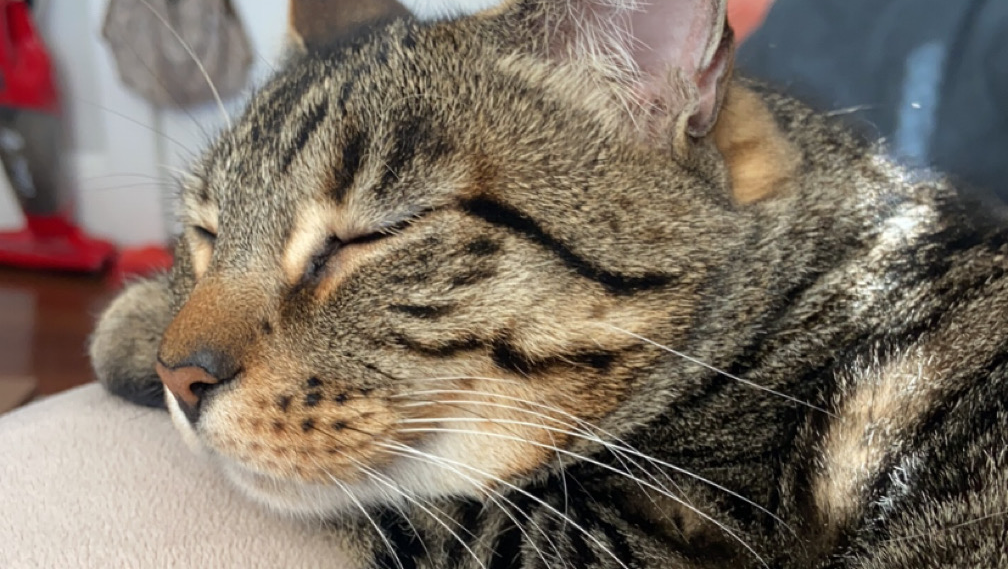 Support Grandpa's Urgent Vet Care photo