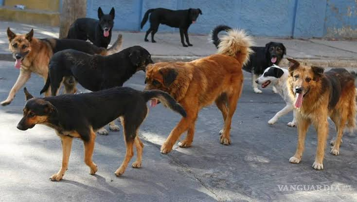 Perros en situacion de calle photo