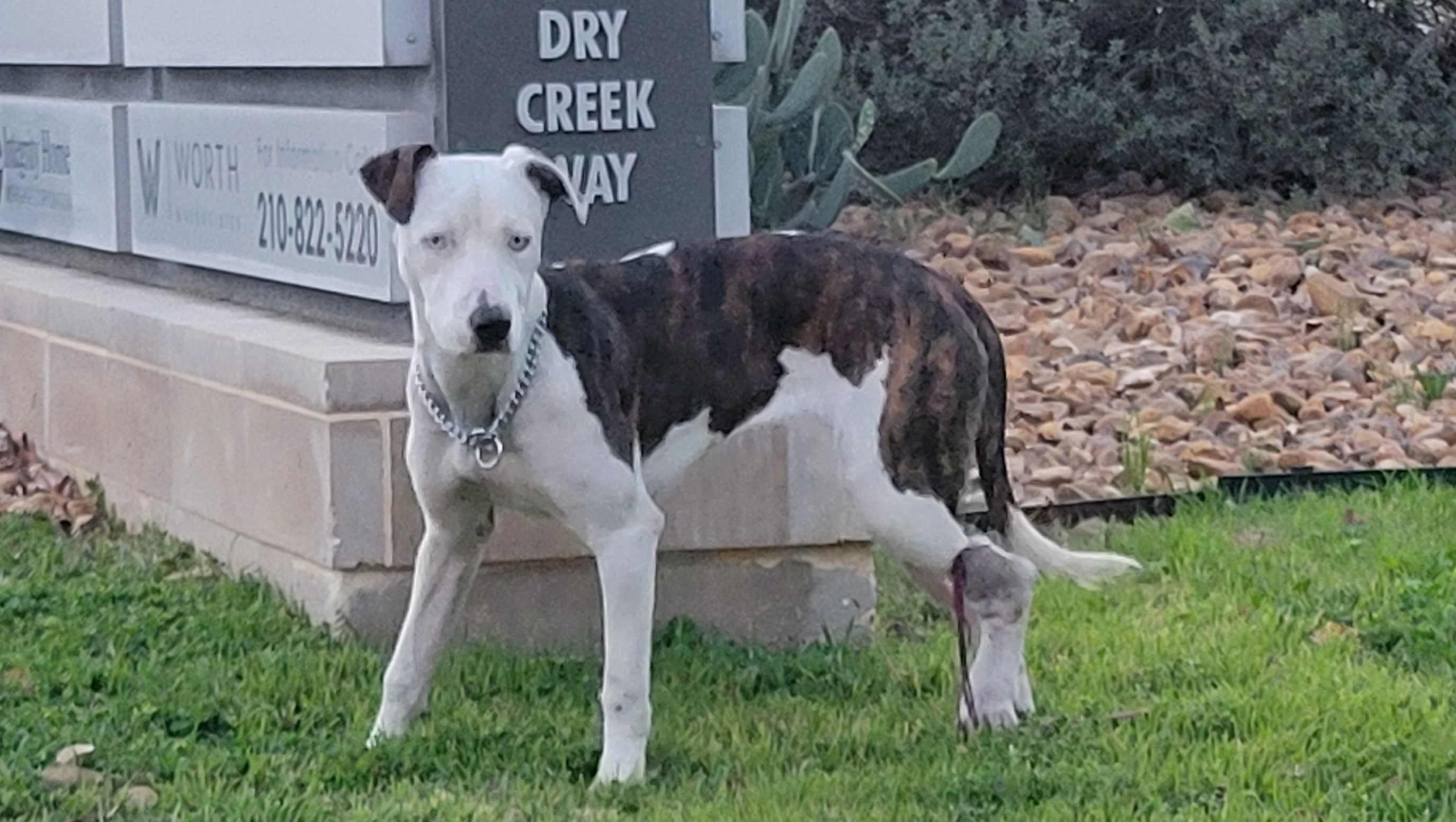  Help Lady Heal: From Abandonment to Hope photo