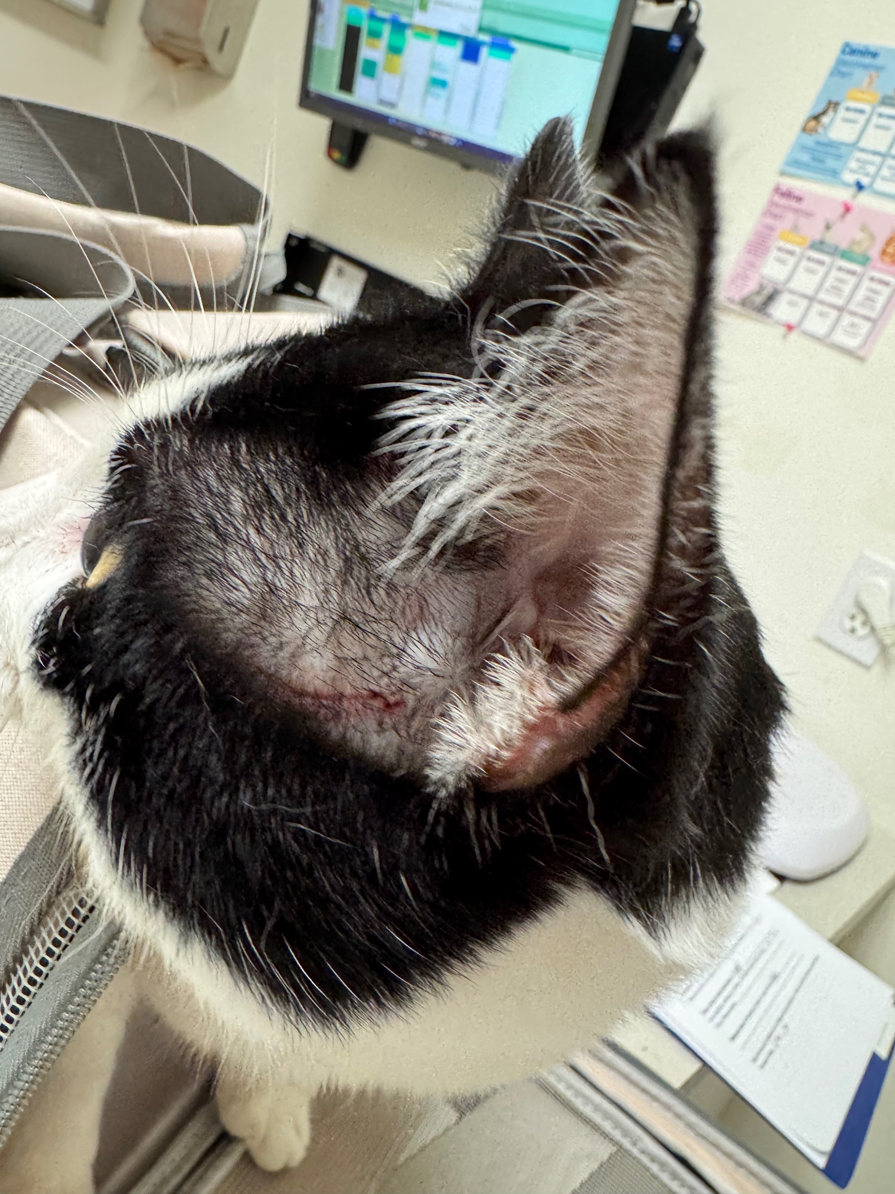 Help Artikiss get stitches campaign photo, 2 of 6