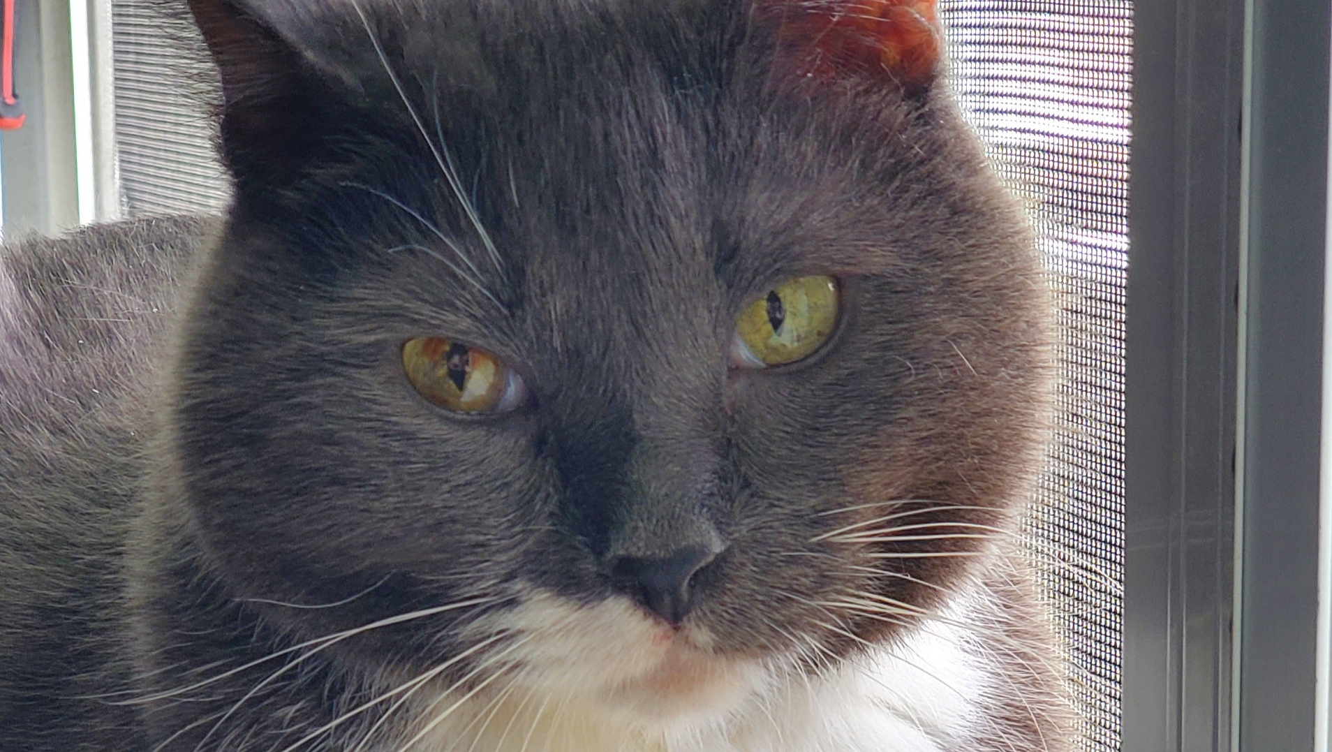 Keep Sgt. Pepper Purring: Donate for His Care photo