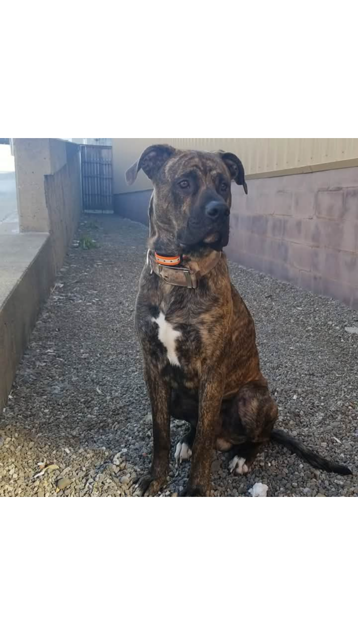 Save Scooby Doo: Urgent Vet Care Needed photo