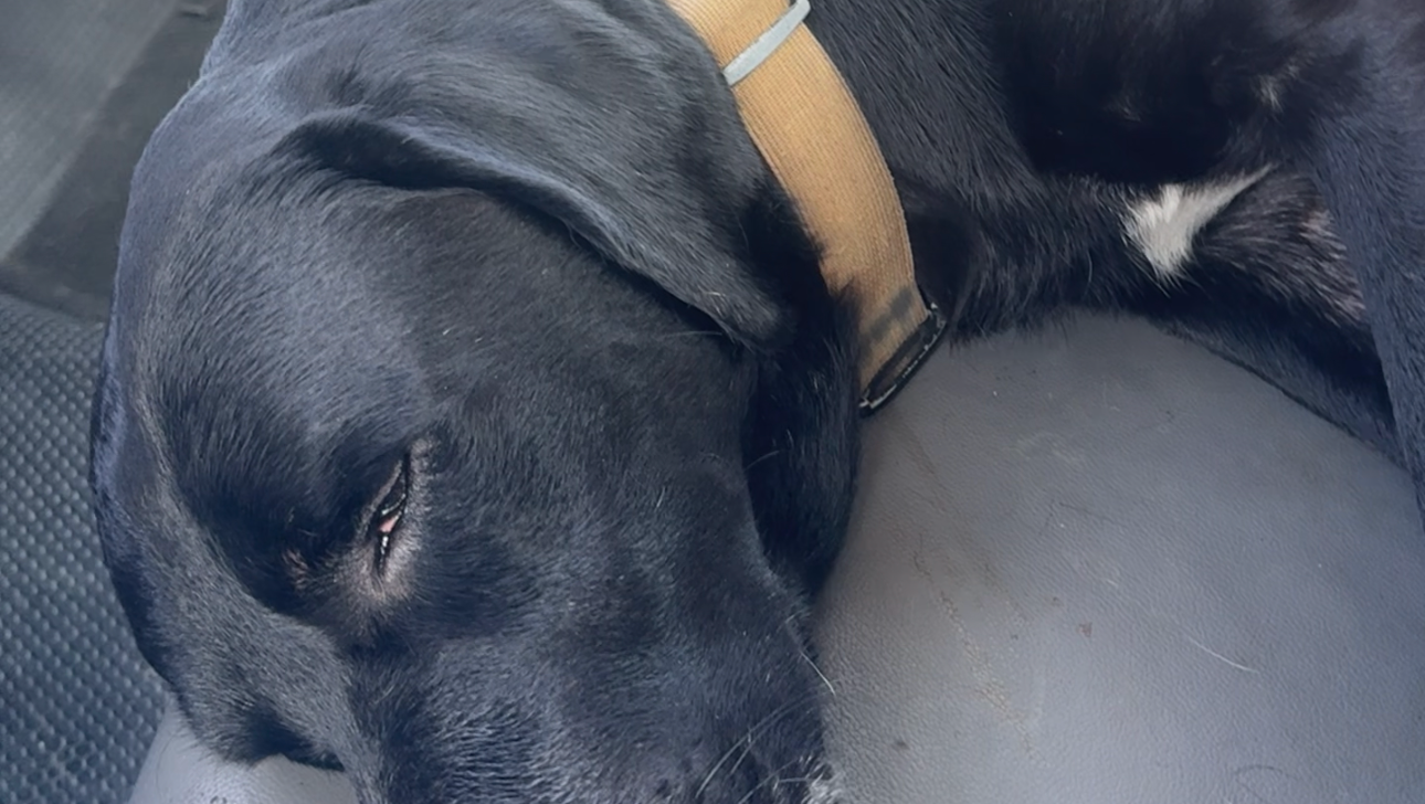 Fundraiser by Andrew Smith : Aid Spartacus's Fight: Rattlesnake Bite