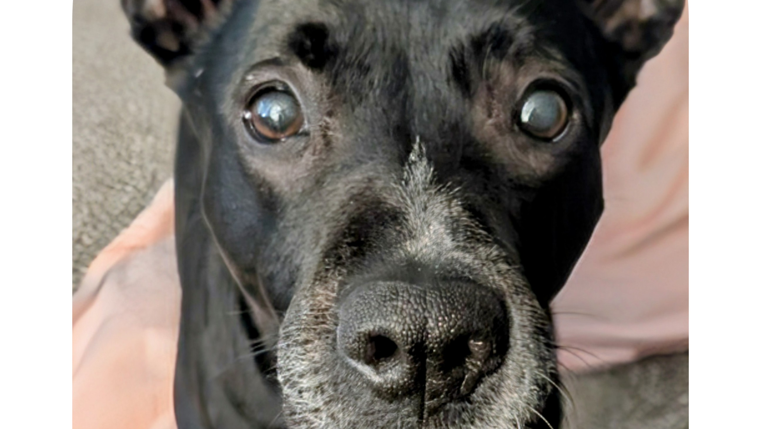 Support Lauren's Sweet Lucky in Urgent Need photo