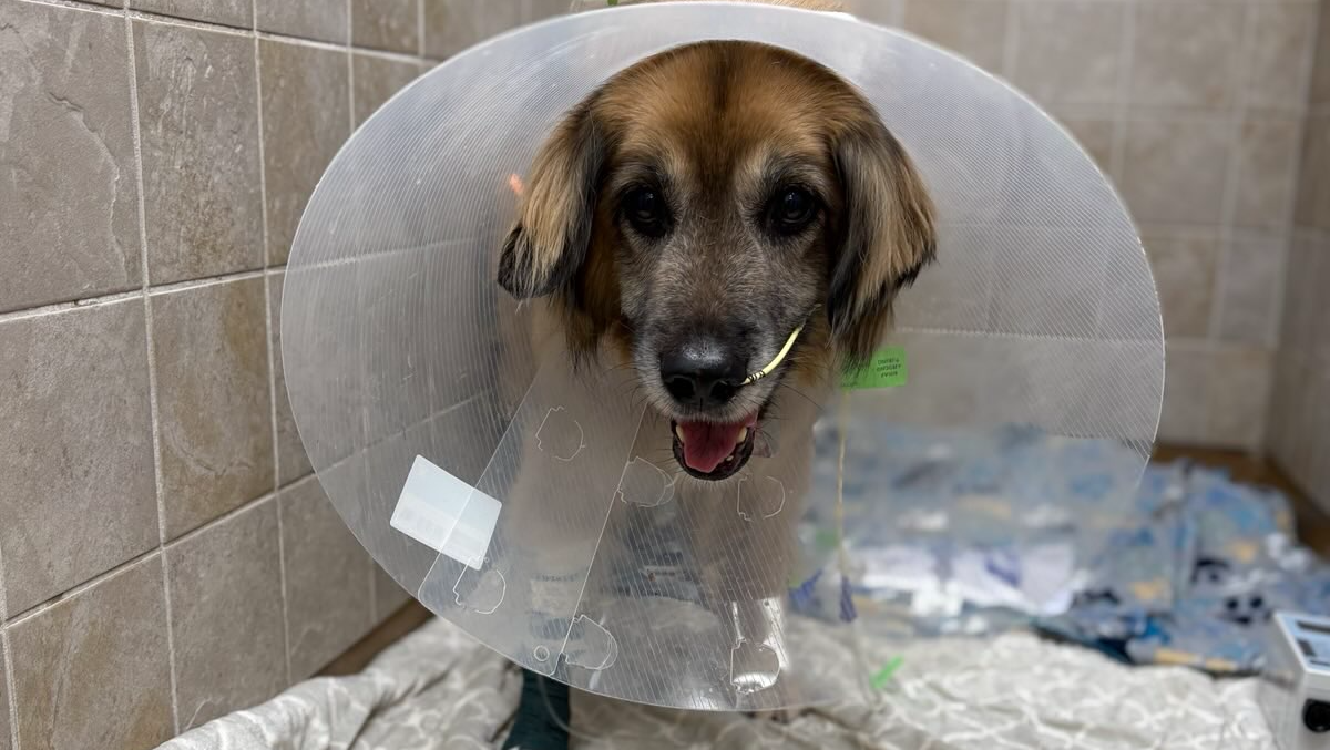 Help Rigby Recover at Home: Donate for His Care photo