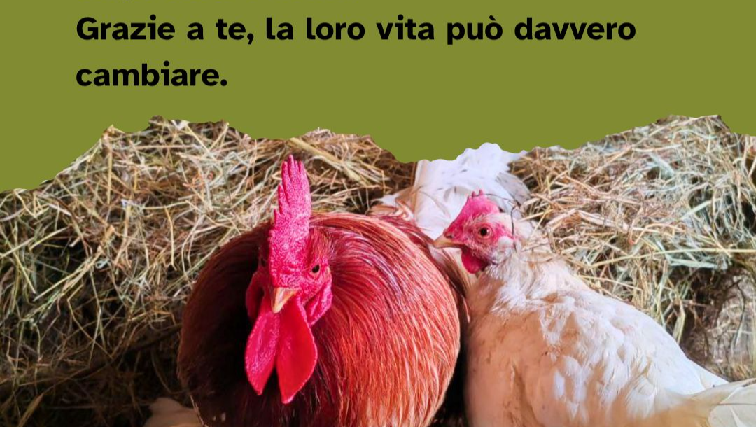 Una nuova casa per le avicole di Rifugio Futura photo