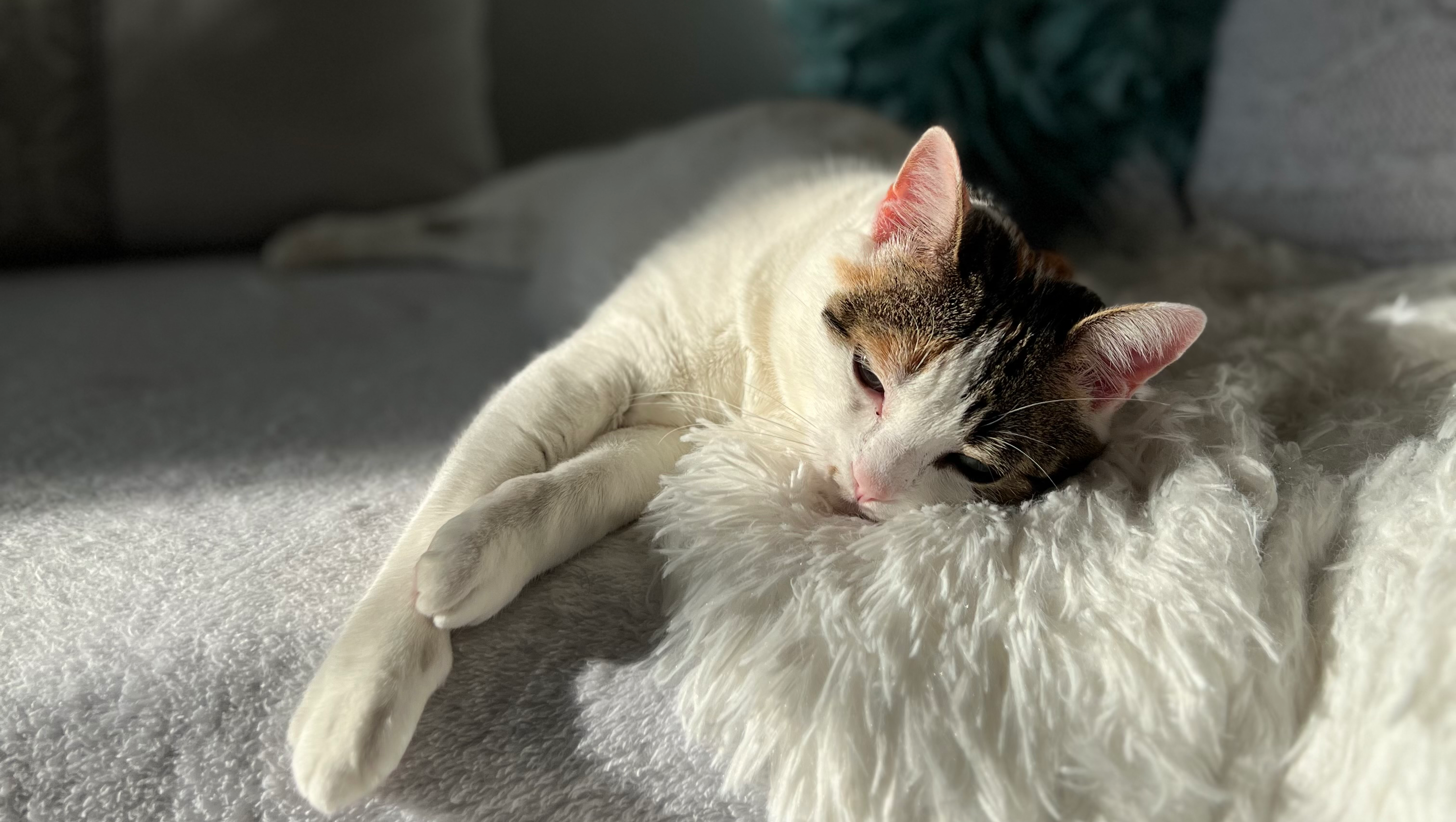Help save Pearl’s Life photo