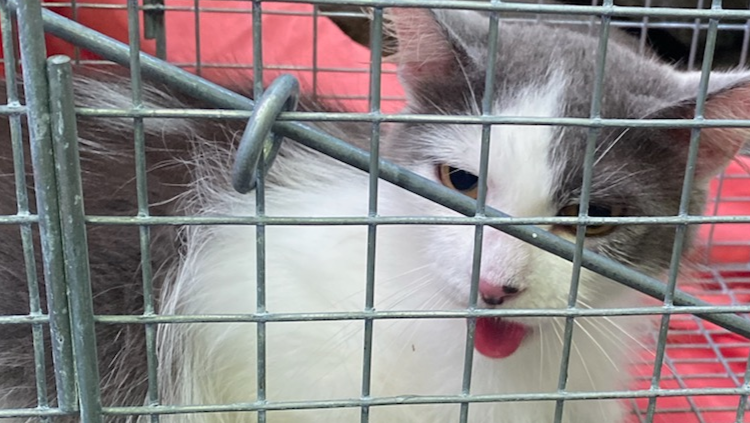 Support these animals as the cold winter arrives photo