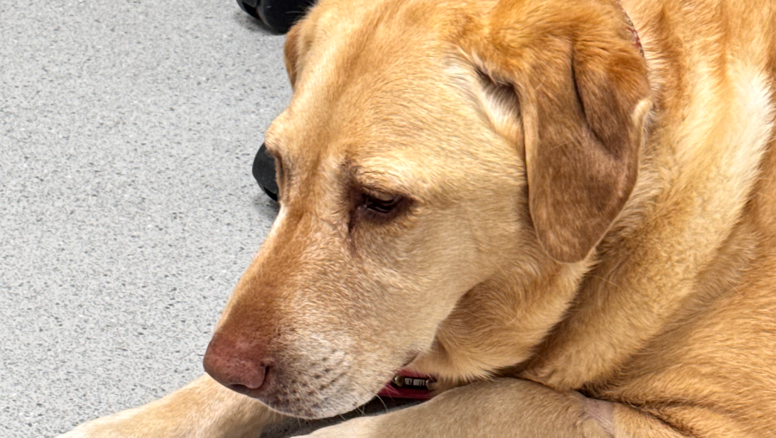 Saving Sadie photo