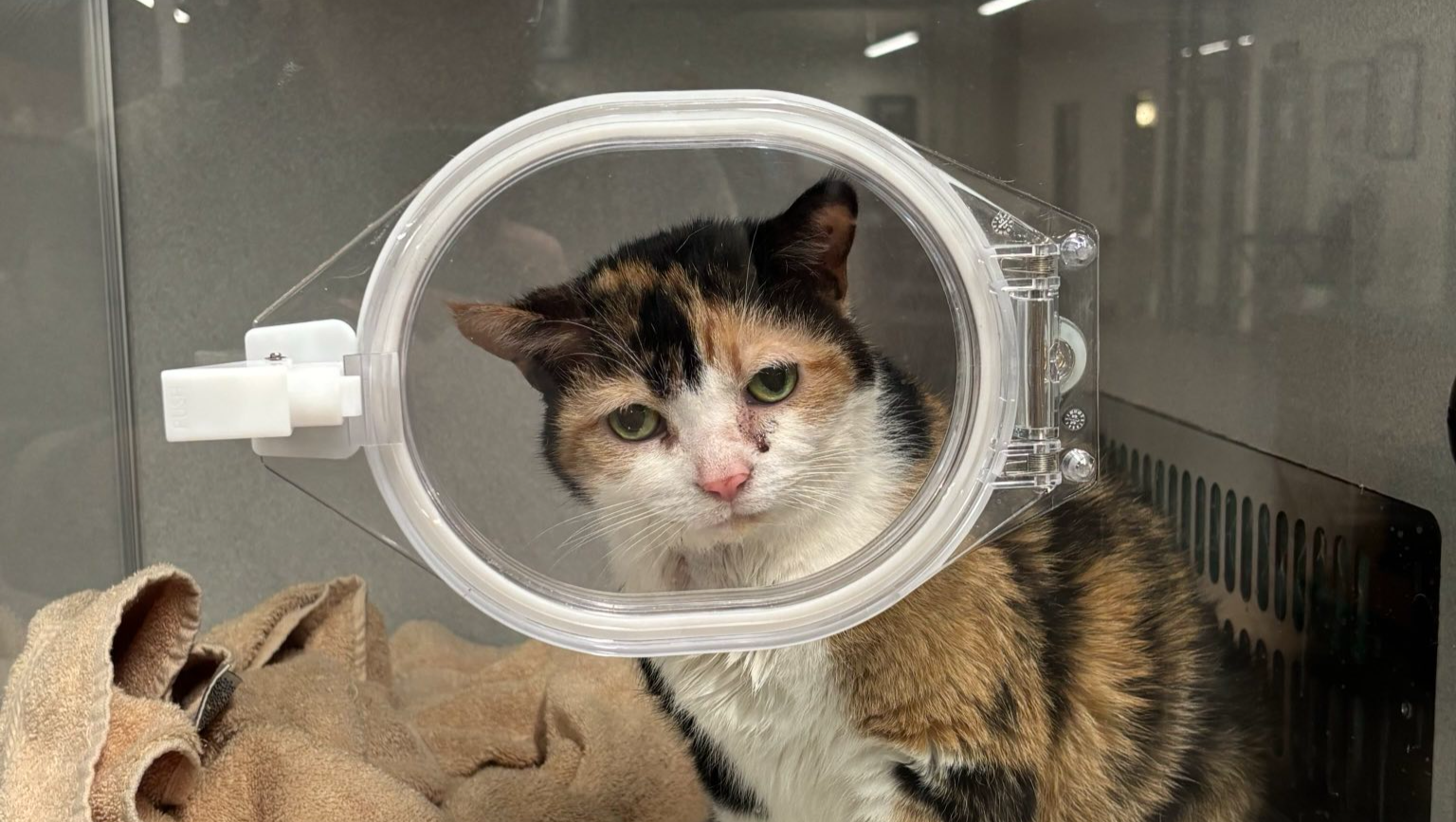 Help for Hazel photo